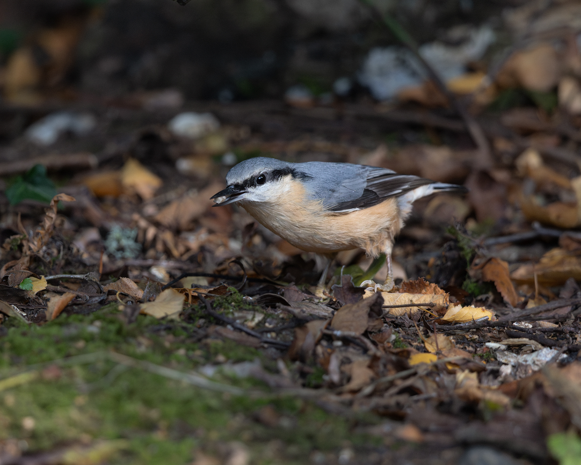 Nuthatch