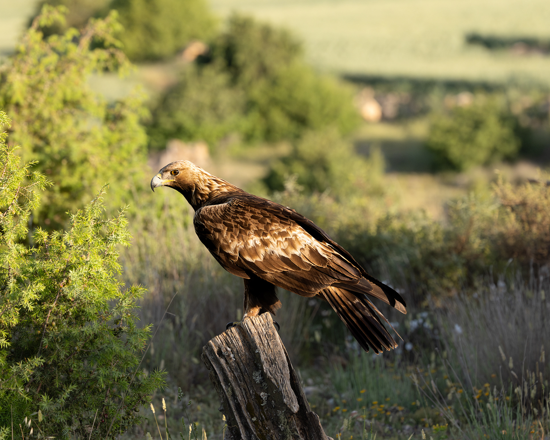 Golden Eagle