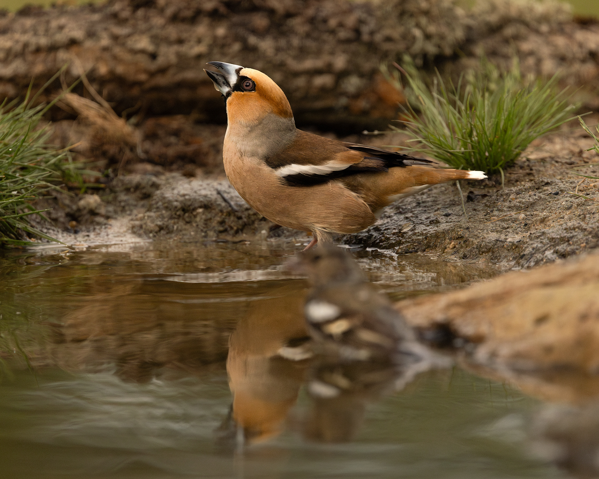 Hawfinch