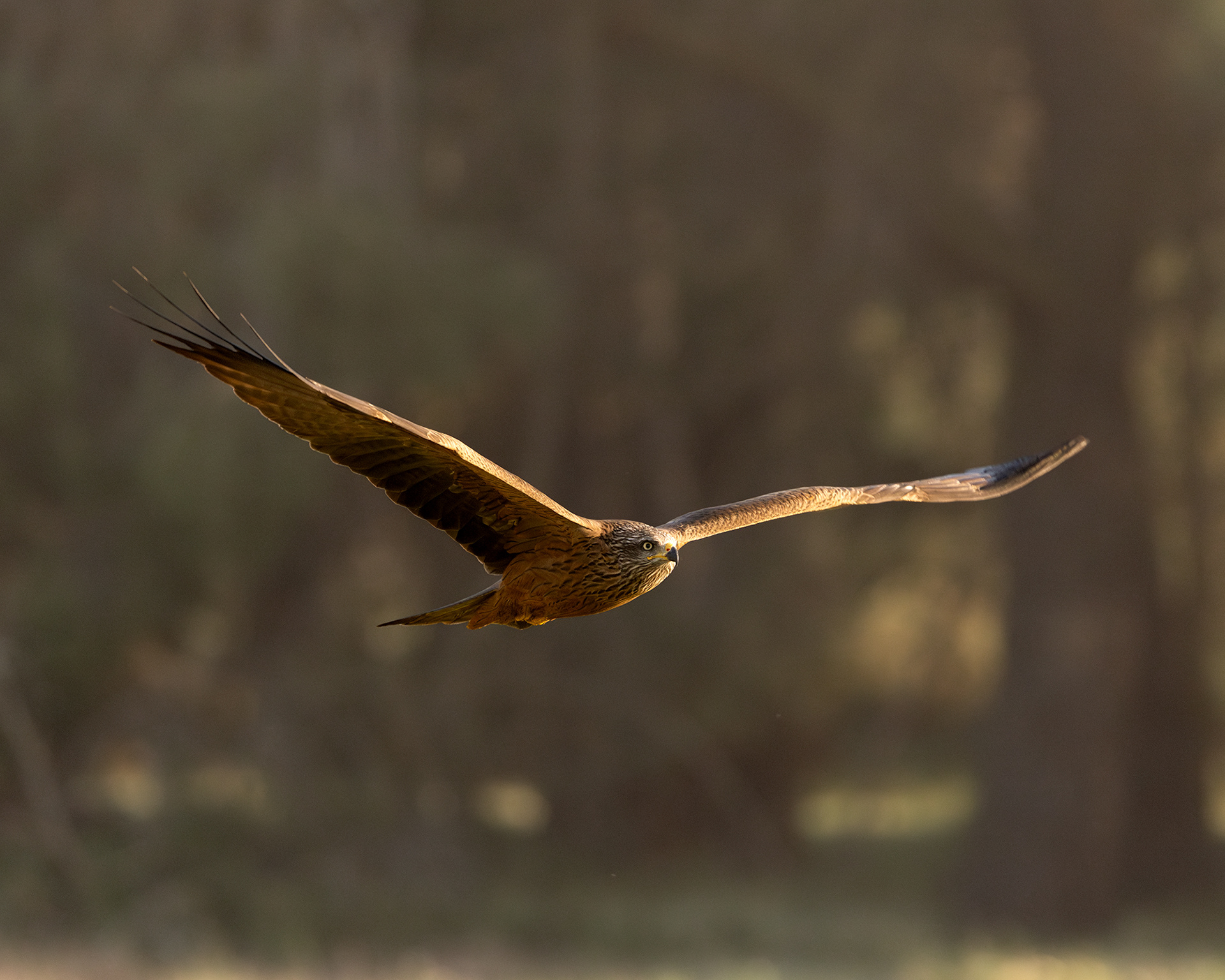 Black Kite