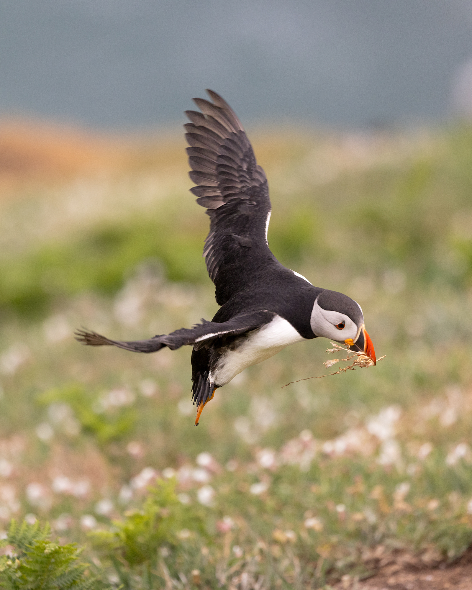 Atlantic Puffin