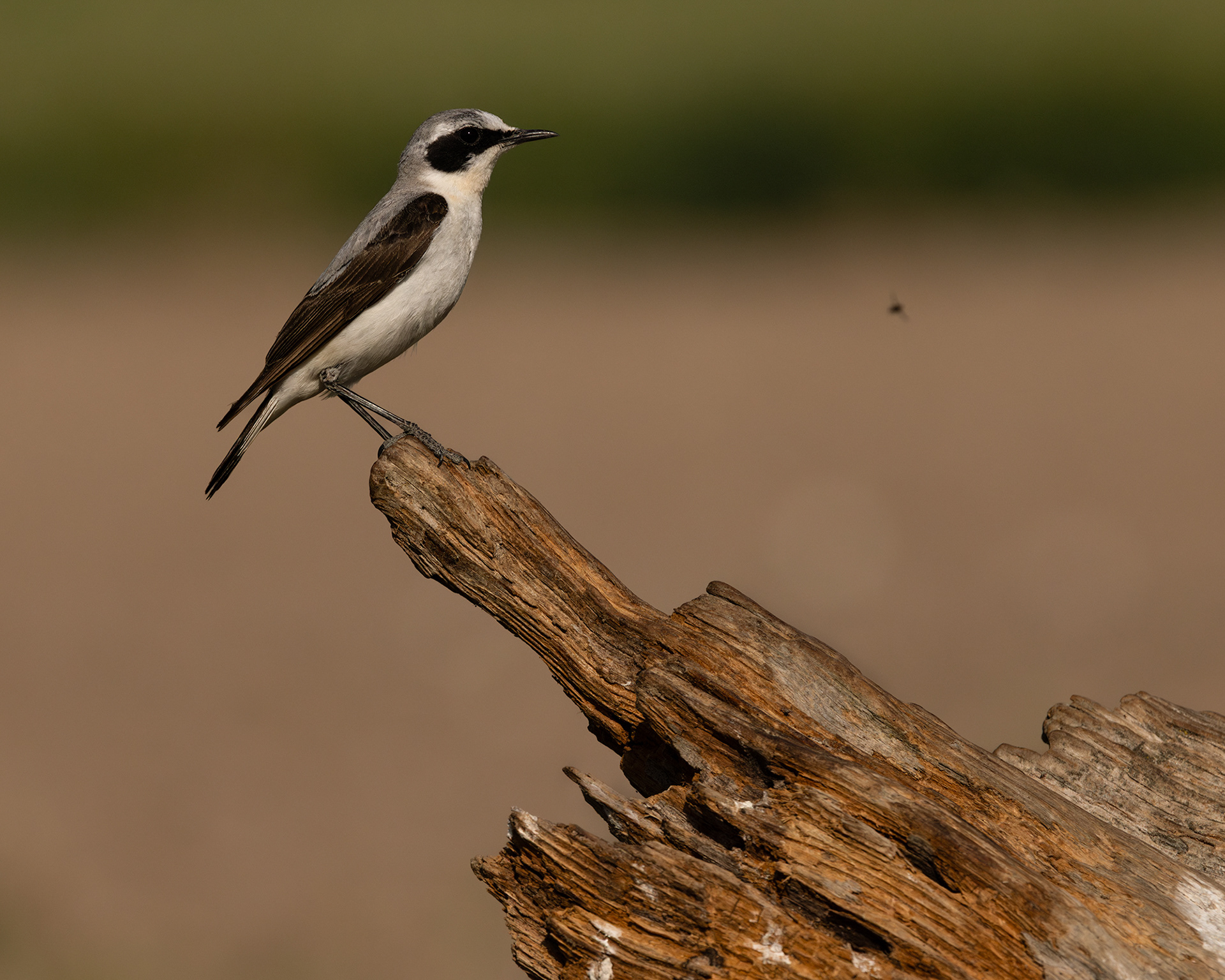 Northern Wheatear