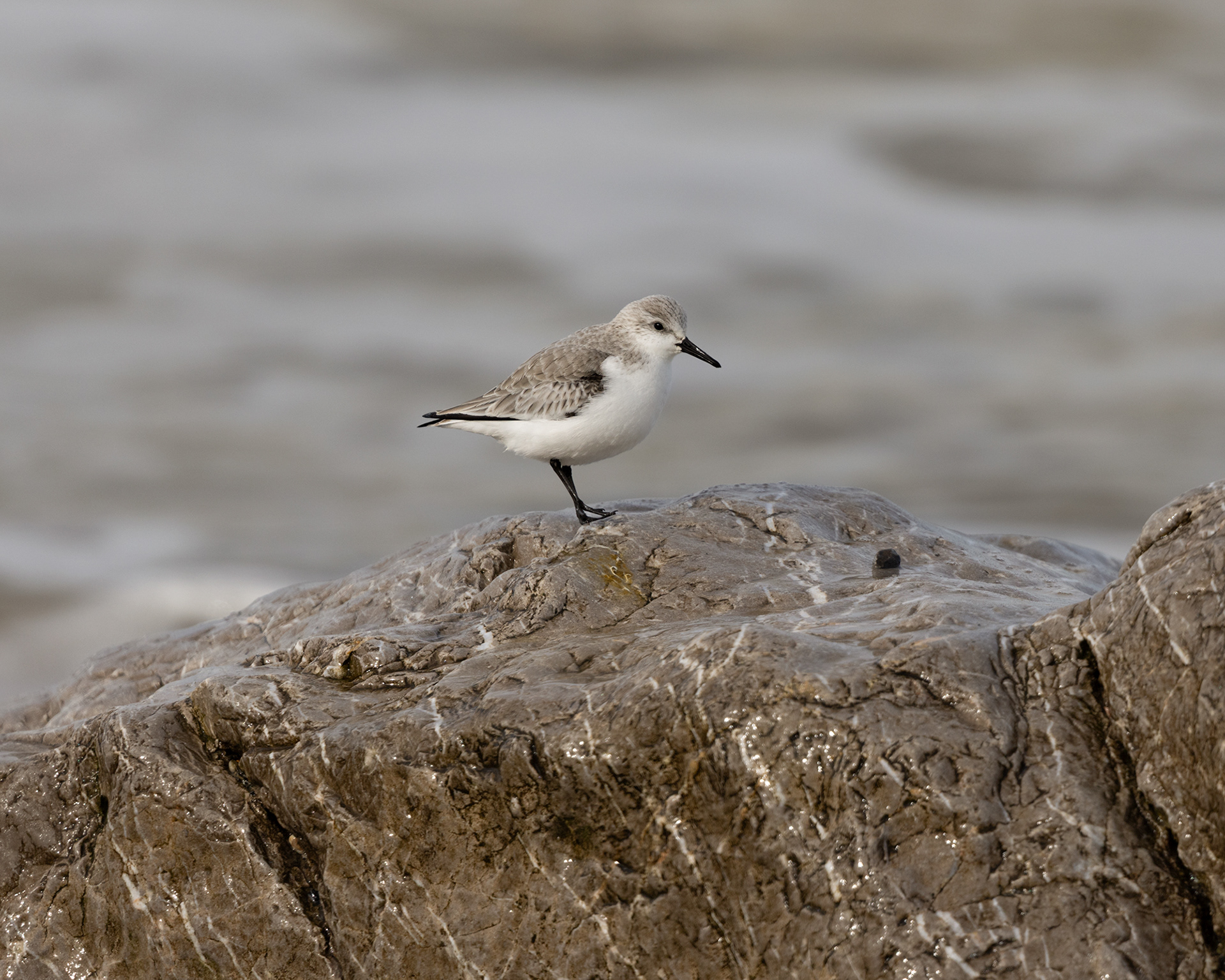 Sanderling