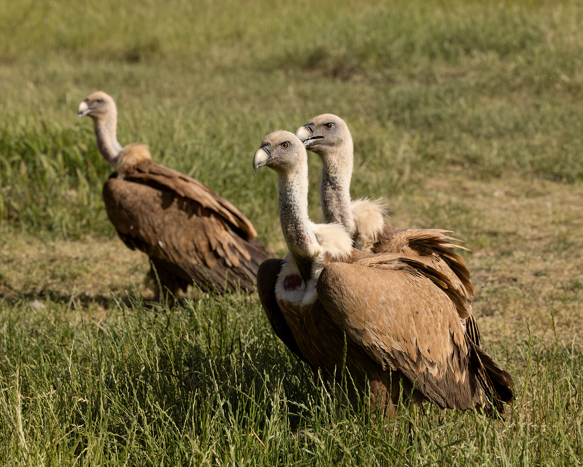 Griffon Vulture