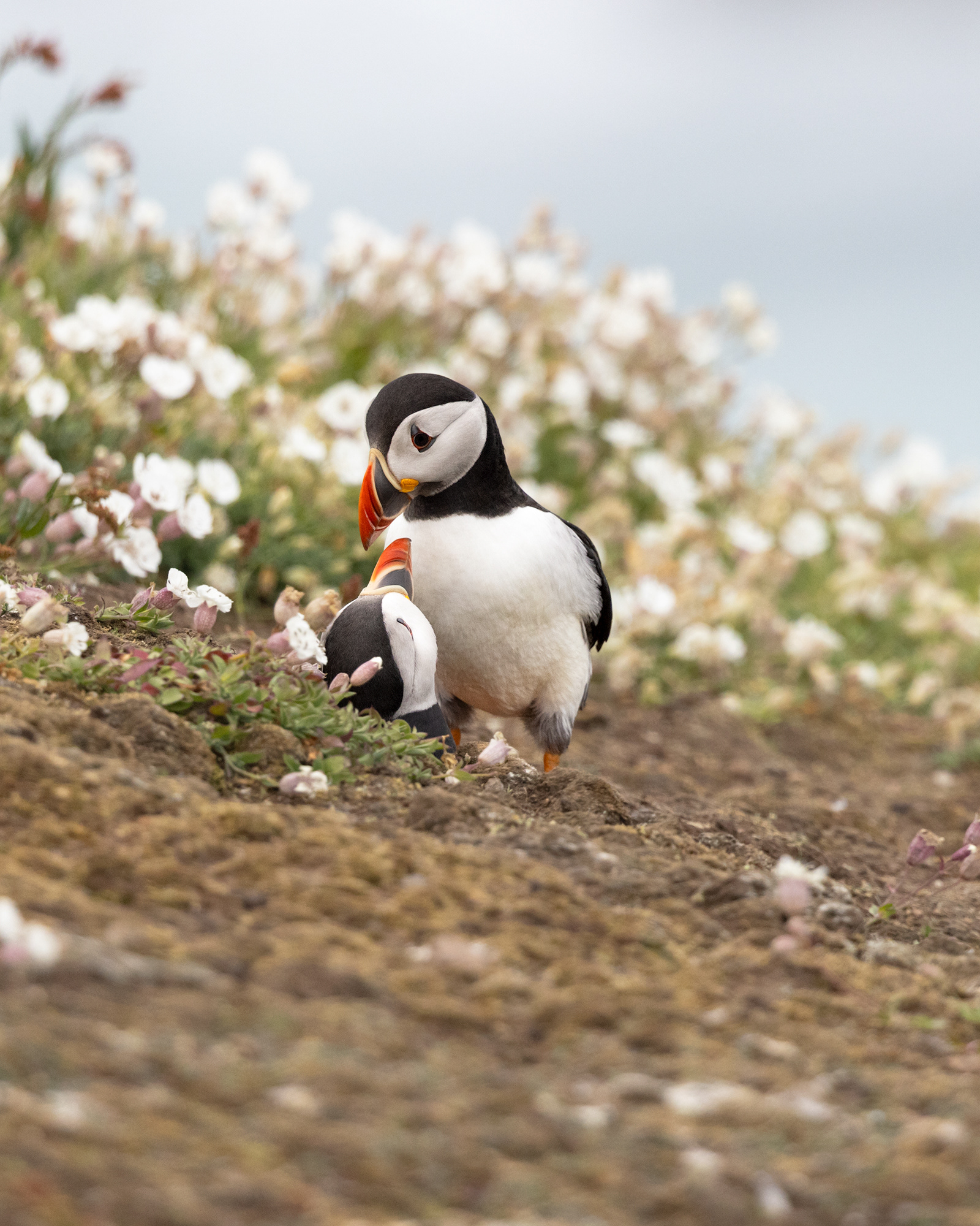 Atlantic Puffin