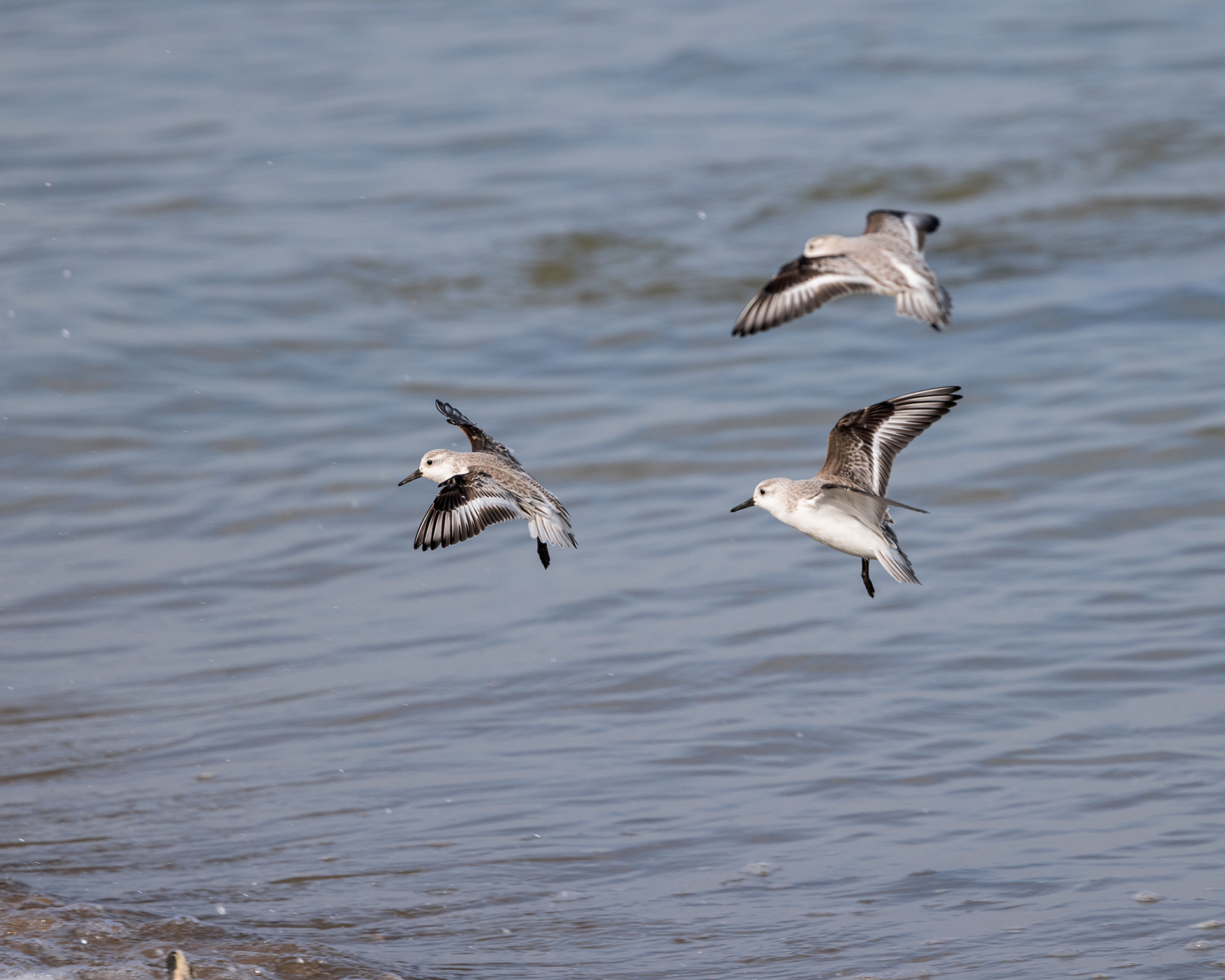 Sanderling