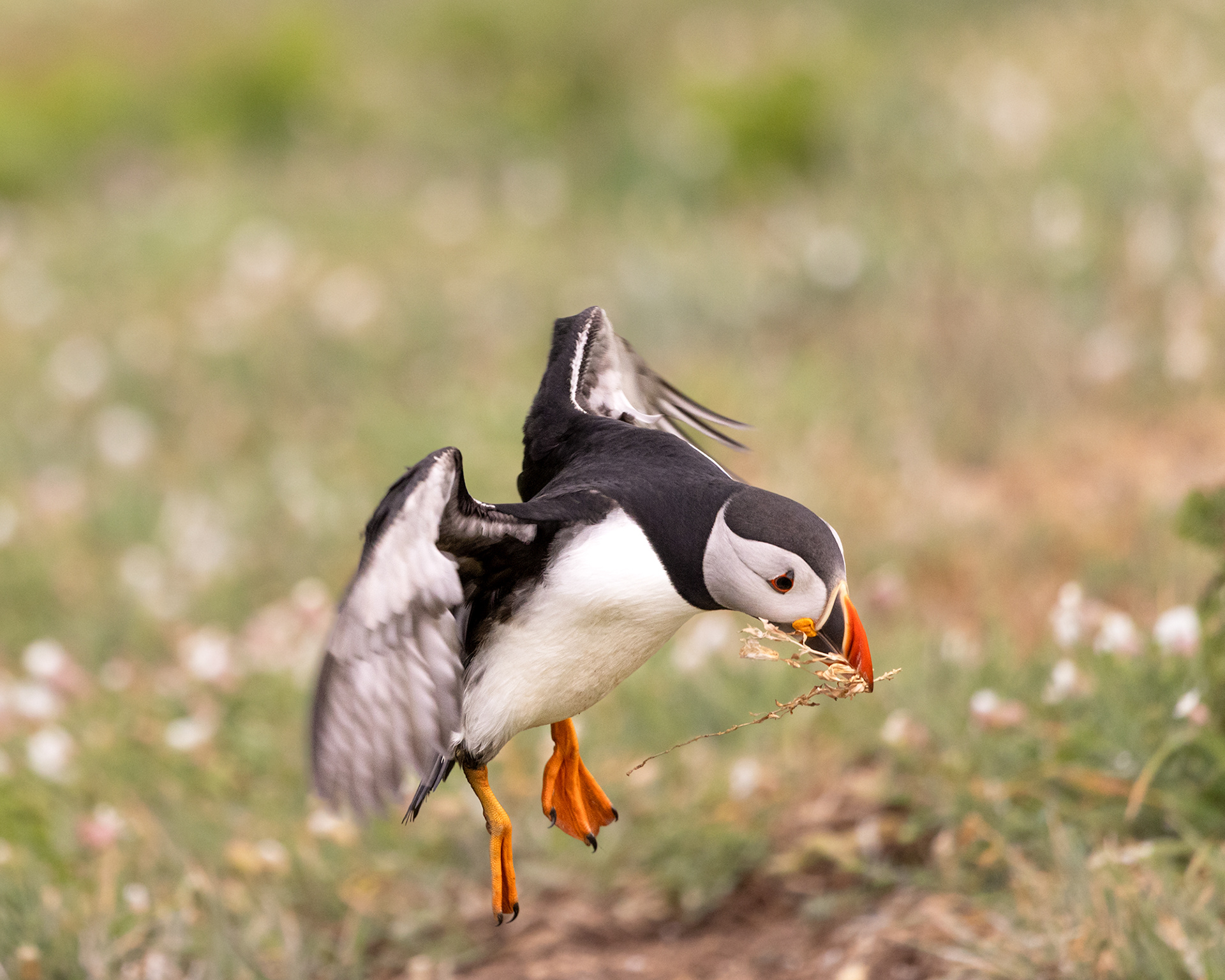Atlantic Puffin