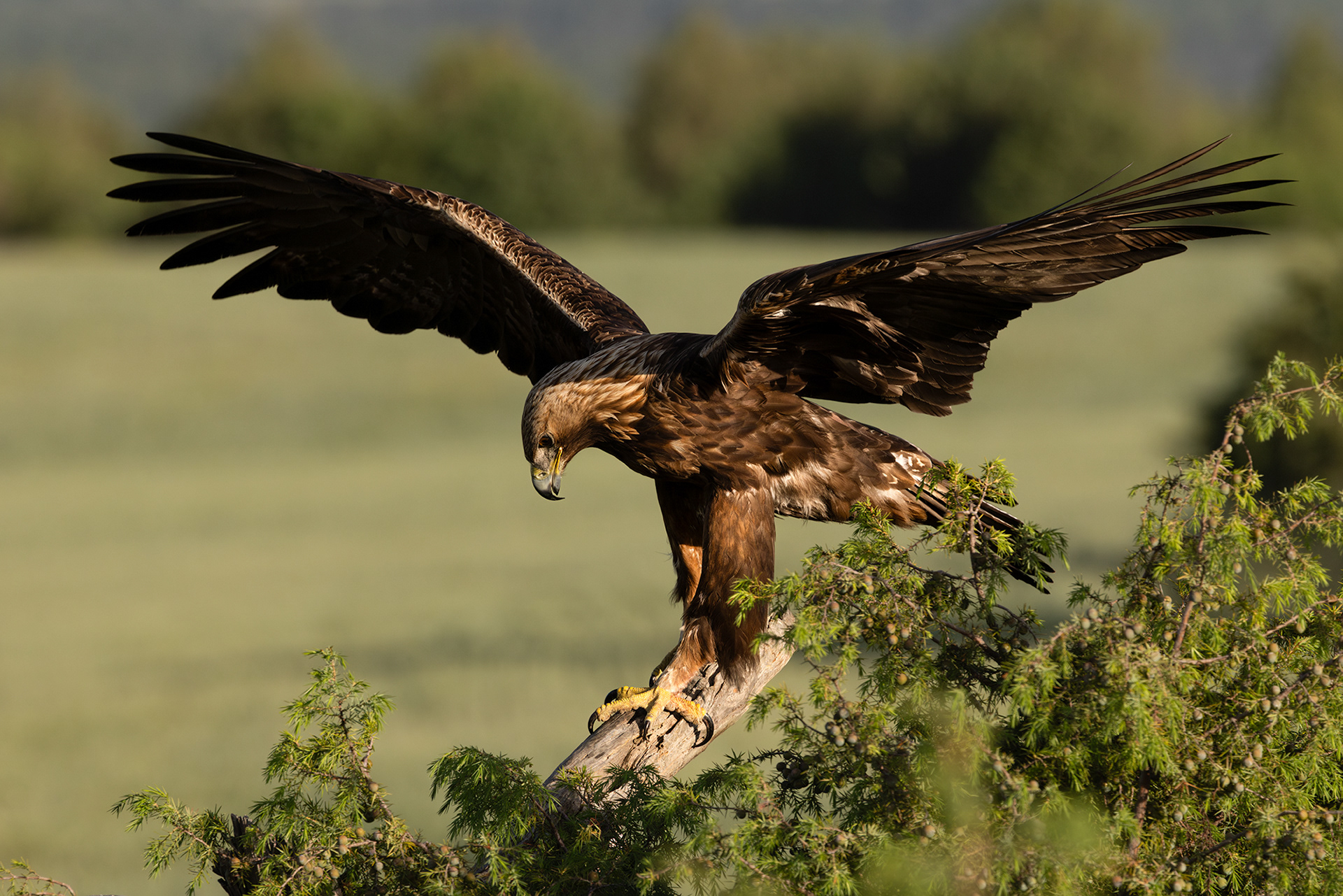 Golden Eagle