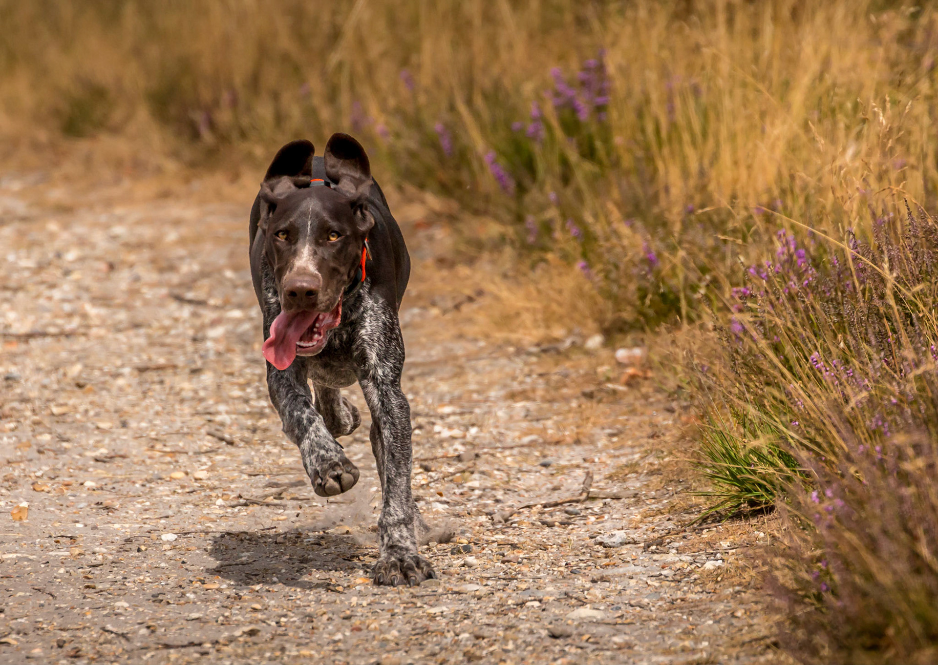 Purdey, German Shorthaired Pointer "Puppy", at speed!!