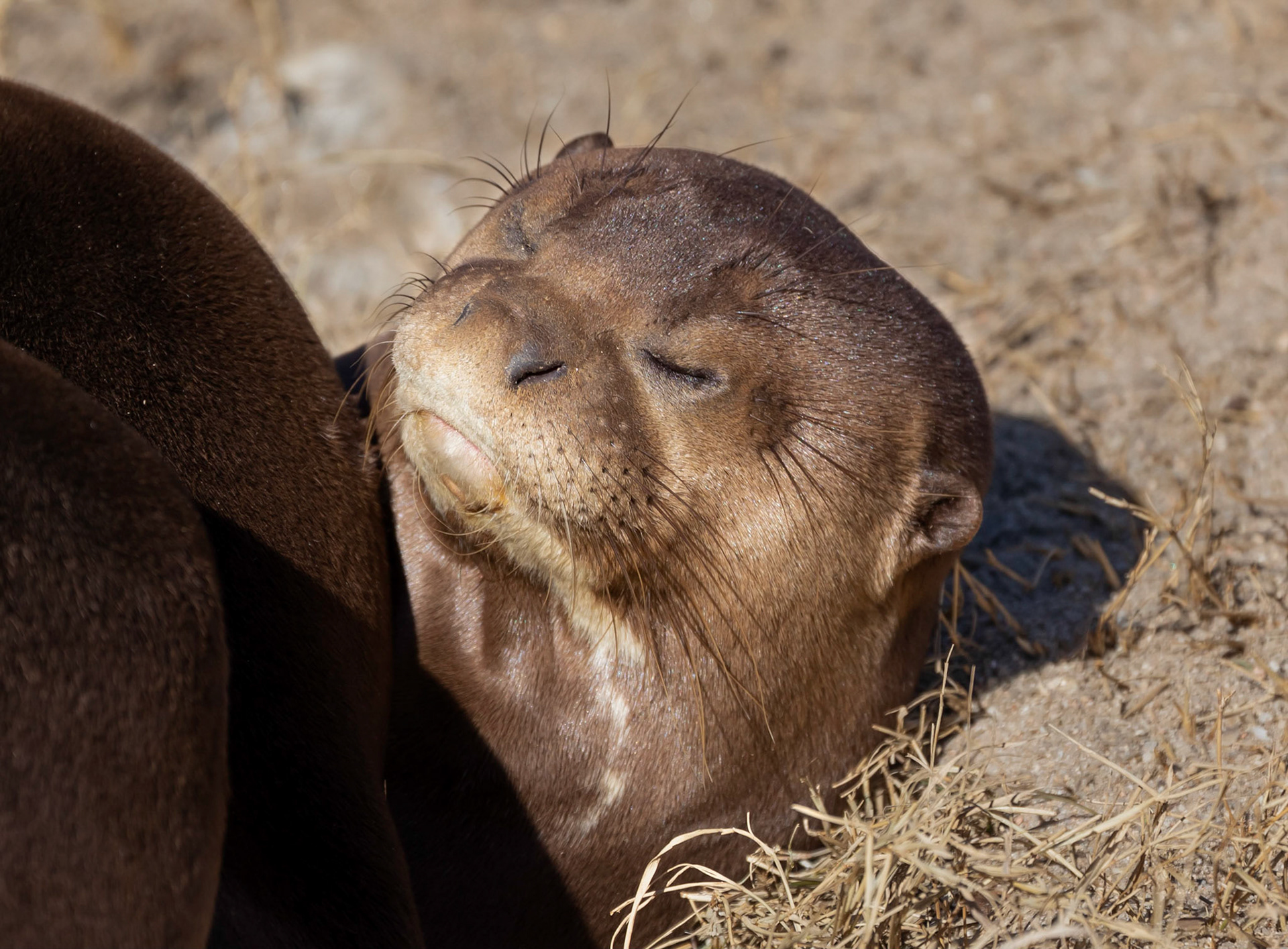 Each time I see these guys, they seem to be sleeping in a big pile!!