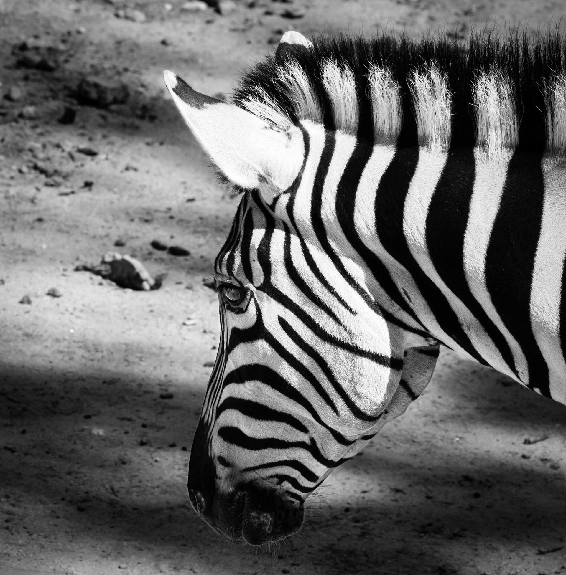 Portrait of a Zebra, in Black and White