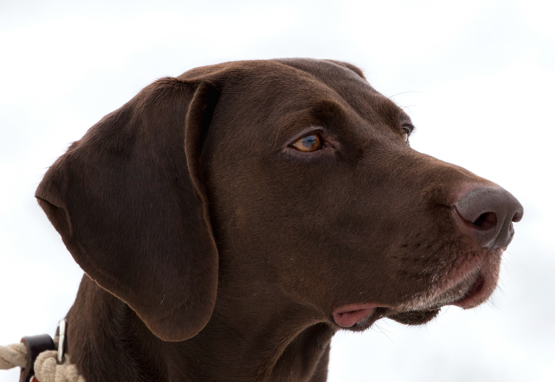 Moss, our German Shorthaired Pointer, outside in the snow!