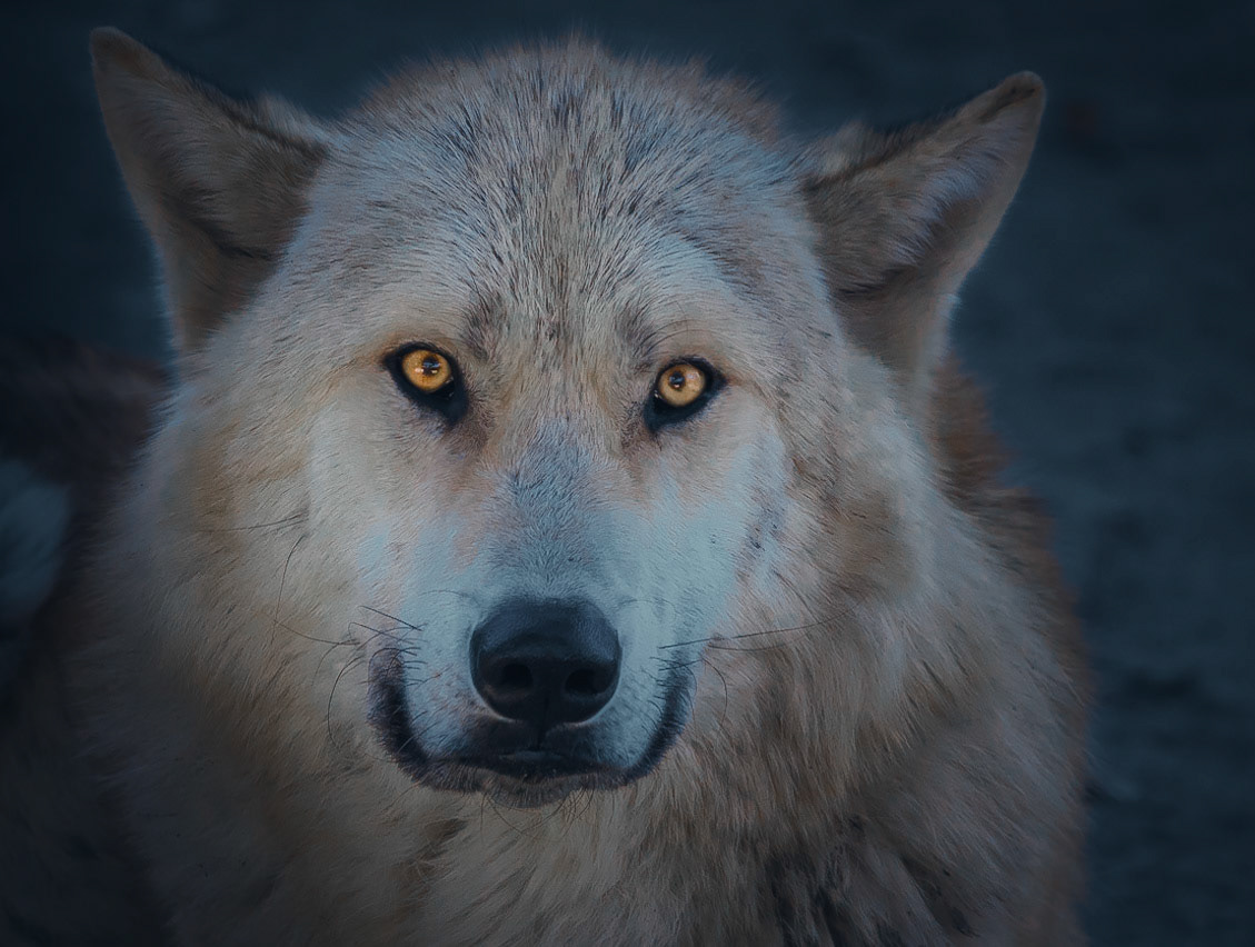 Atmospheric shot of an Arctic Wolf