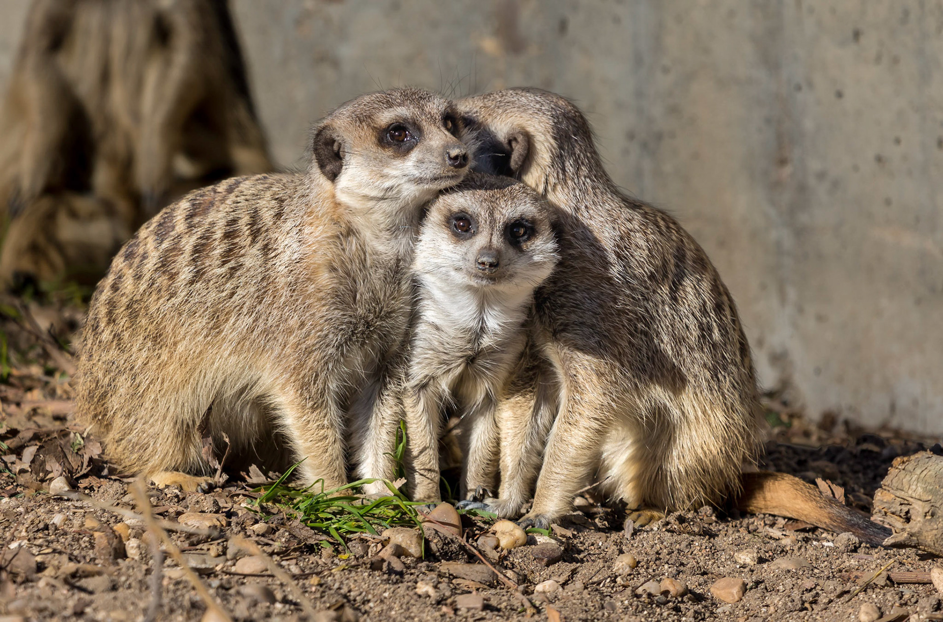 3 Meerkats huddling together