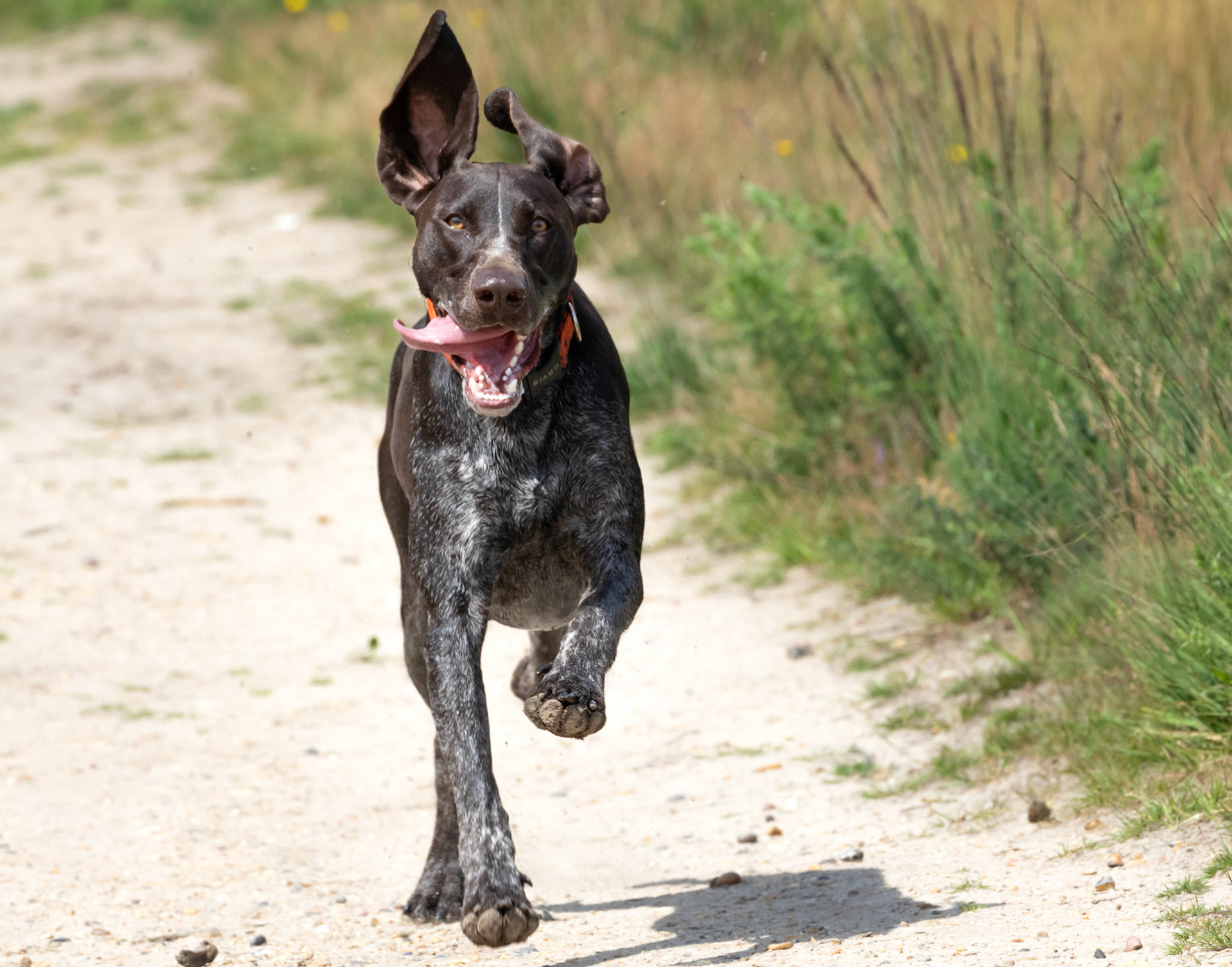 Purdey, looking majestic and not at all silly!!