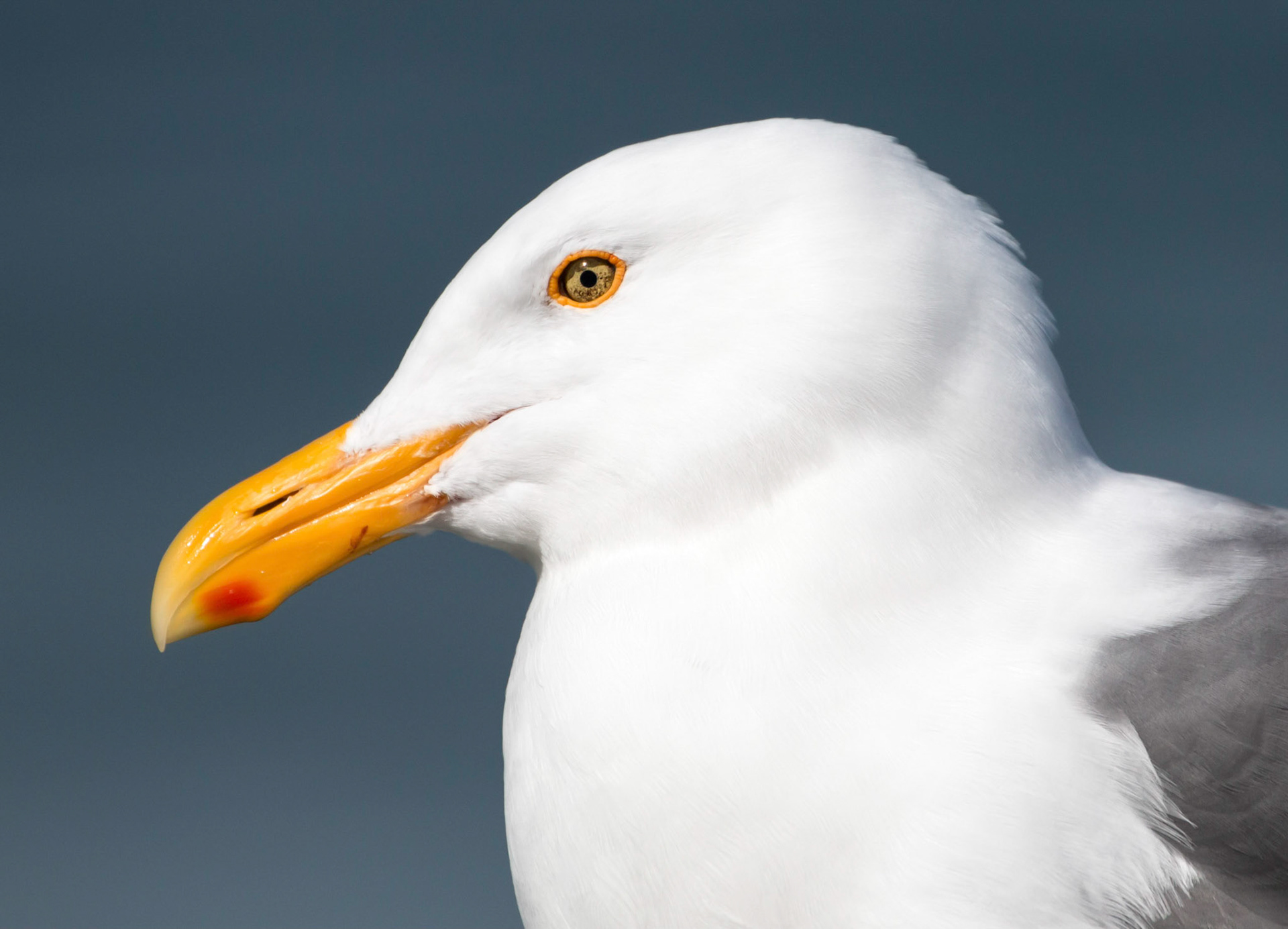 Seagull Portrait, shot at Pier 39 in San Francisco
