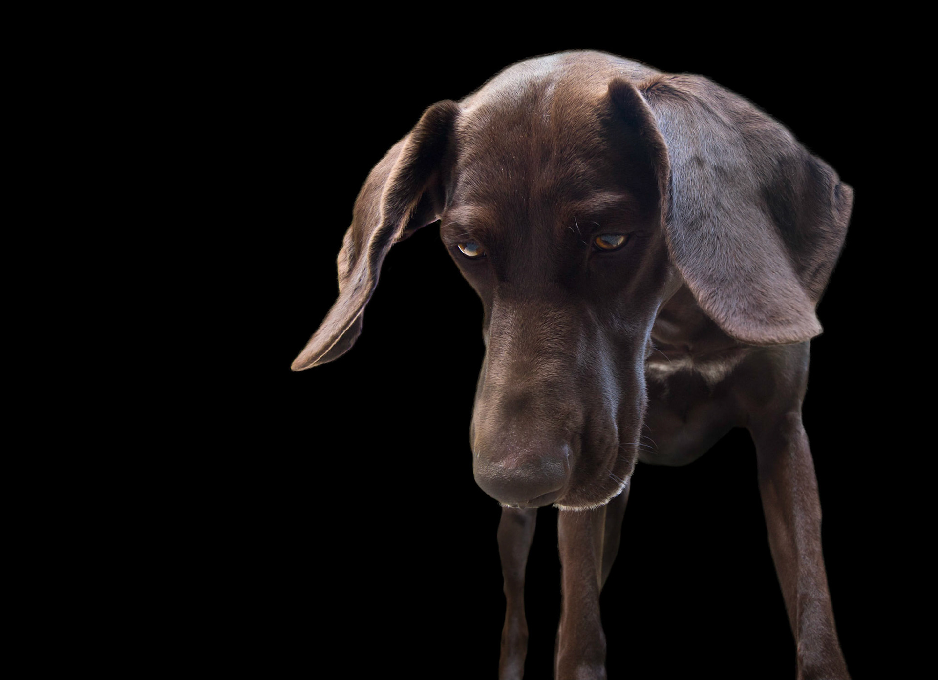 Another portrait-style photo of Moss, one of our German Shorthaired Pointers. It was a tennis ball keeping her interested for this shot!