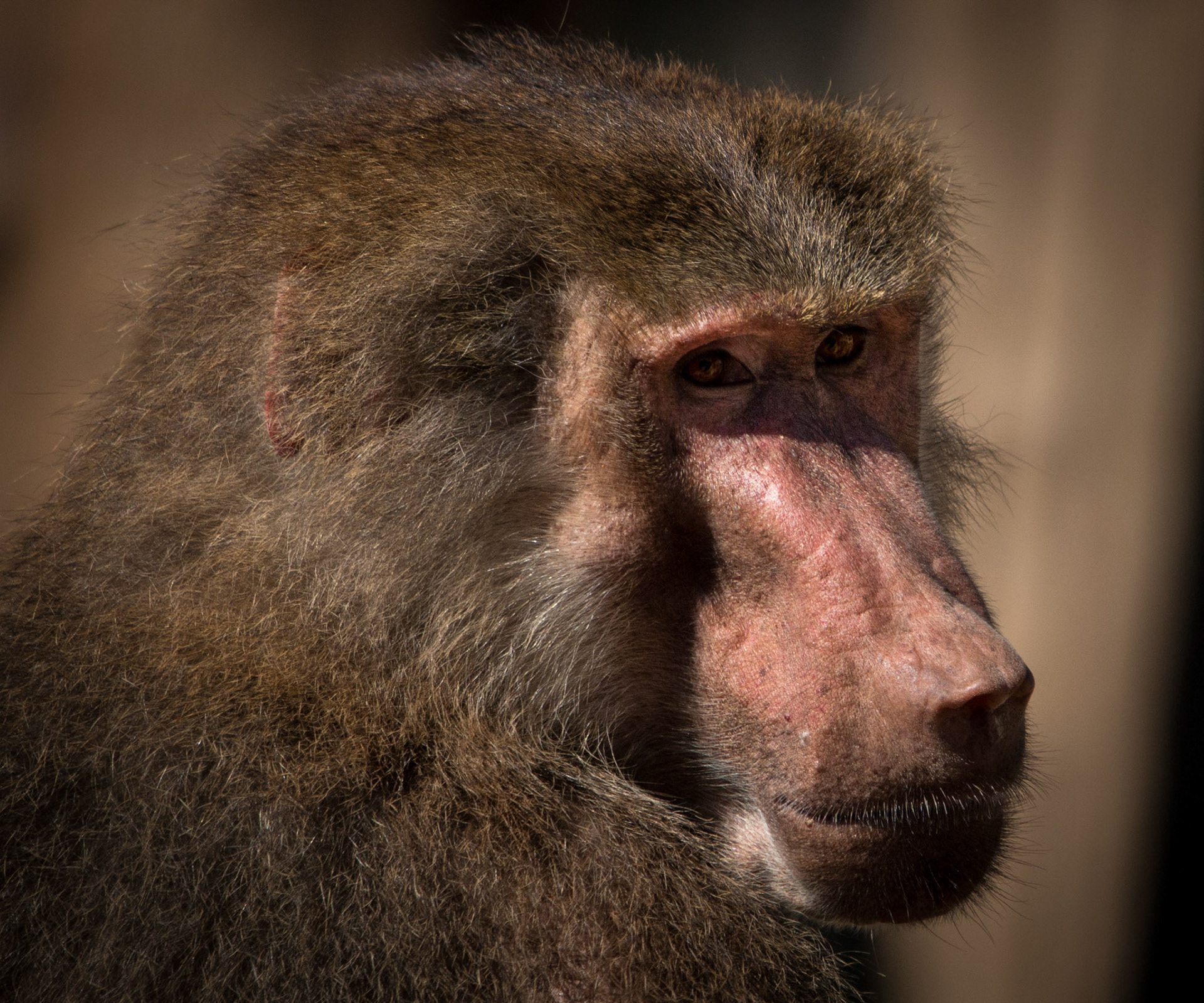 One of the many baboons at Madrid Zoo!