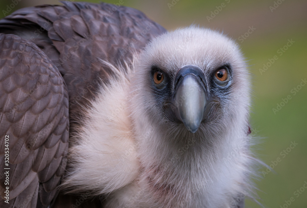 Griffon Vulture
