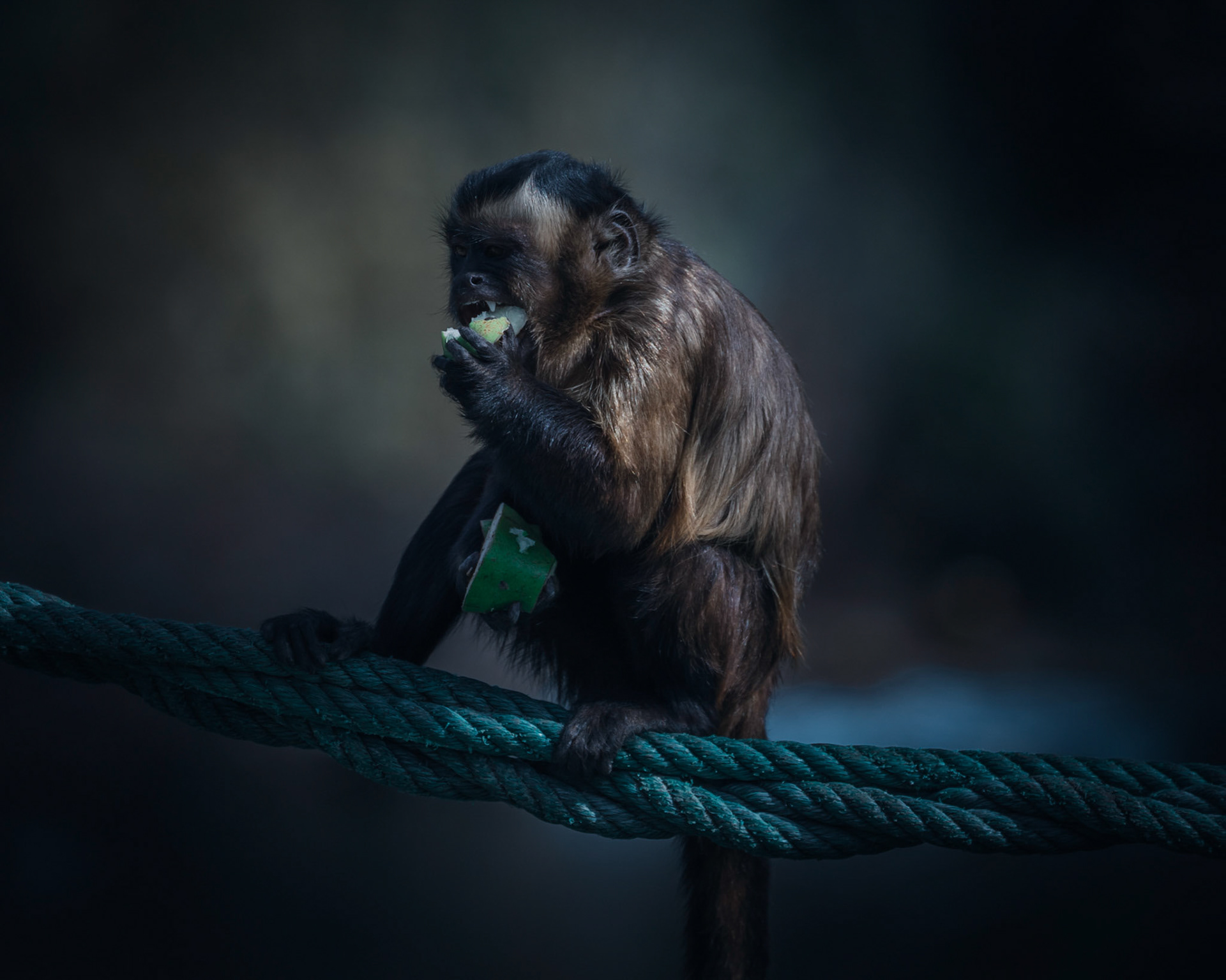 A more moody edit of a Capuchin Monkey having lunch. Also known as the "Organ Grinder" monkey!