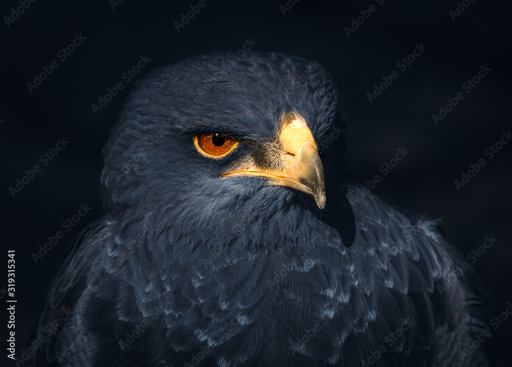 Grey Eagle-Buzzard