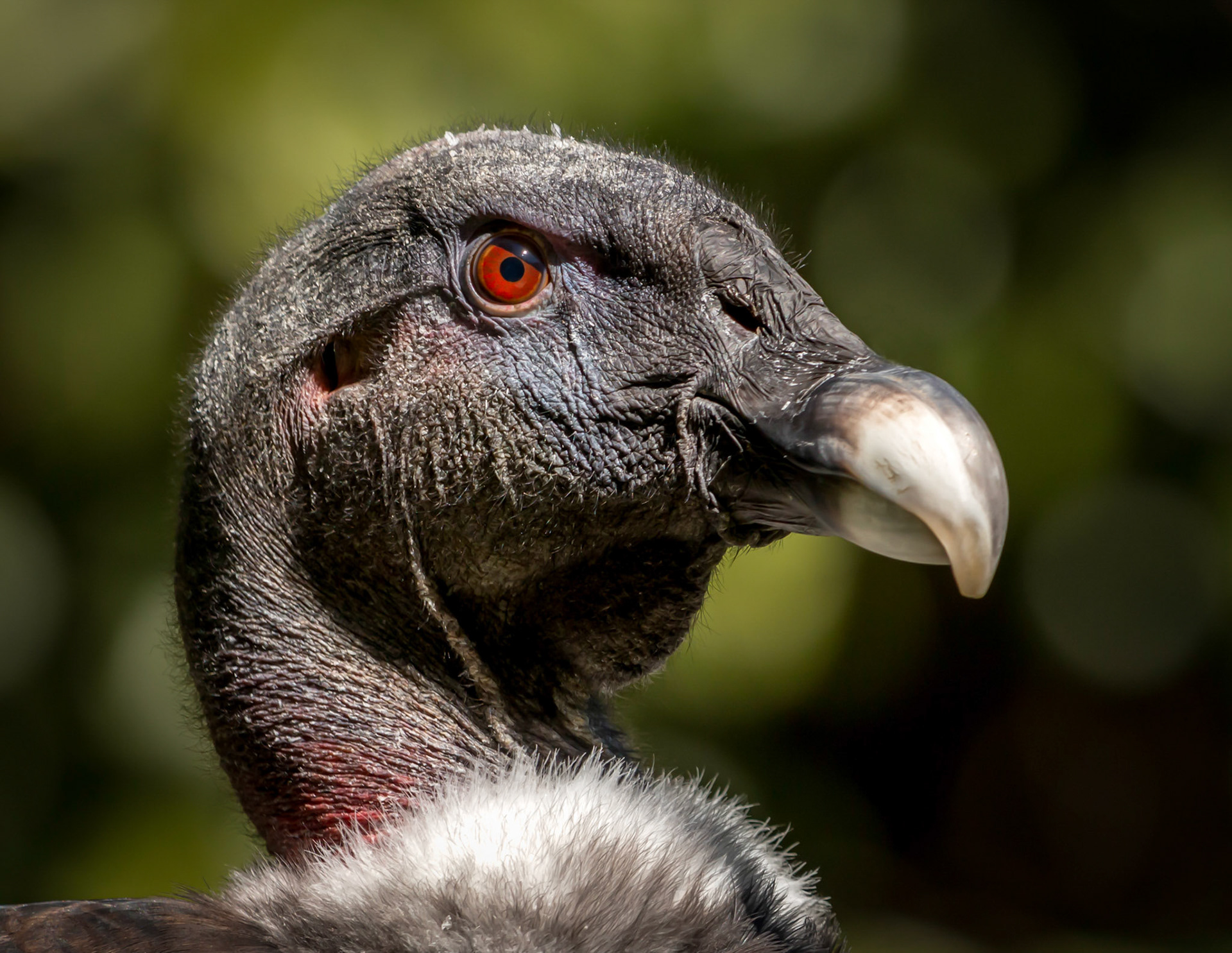 Headshot of an Andean Condor, the biggest flying bird in the world. Wingspan can be over 10ft!