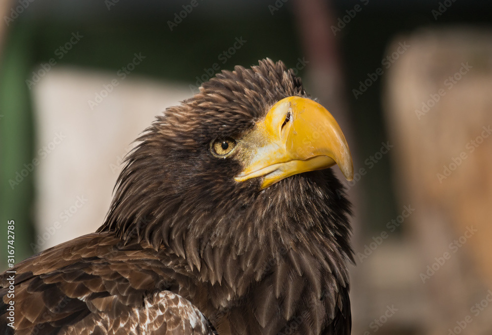 White-Tailed Eagle