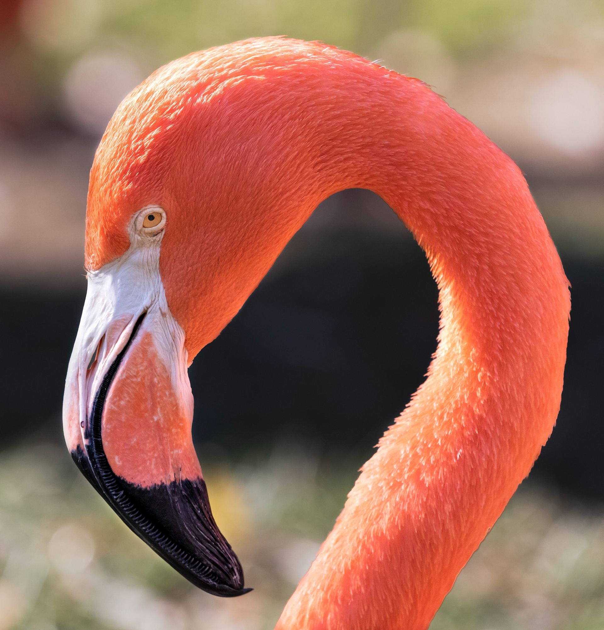 Closeup headshot of a flamingo