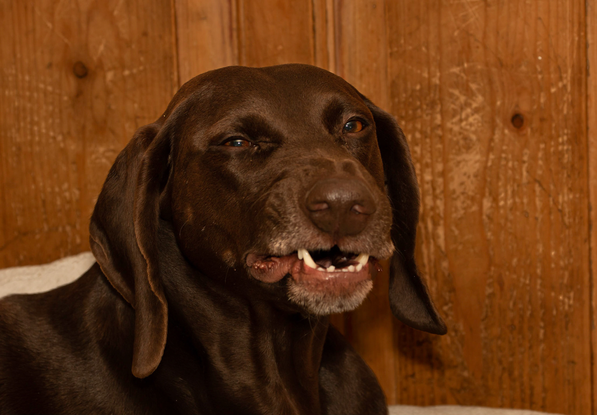 Moss, one of our German Shorthaired Pointers, looking intelligent!