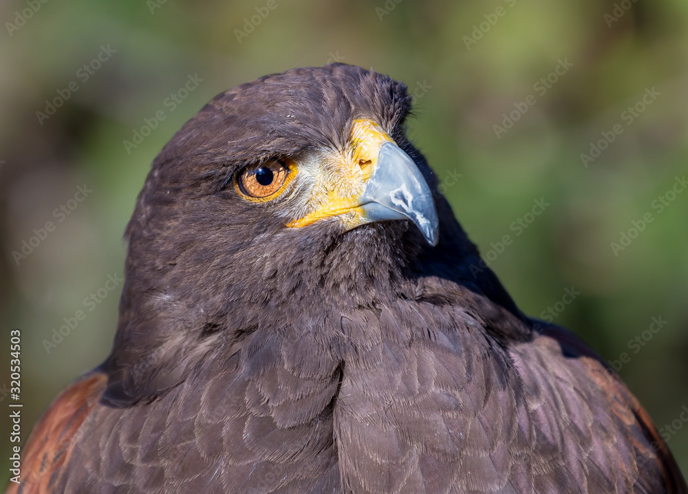 Golden Eagle