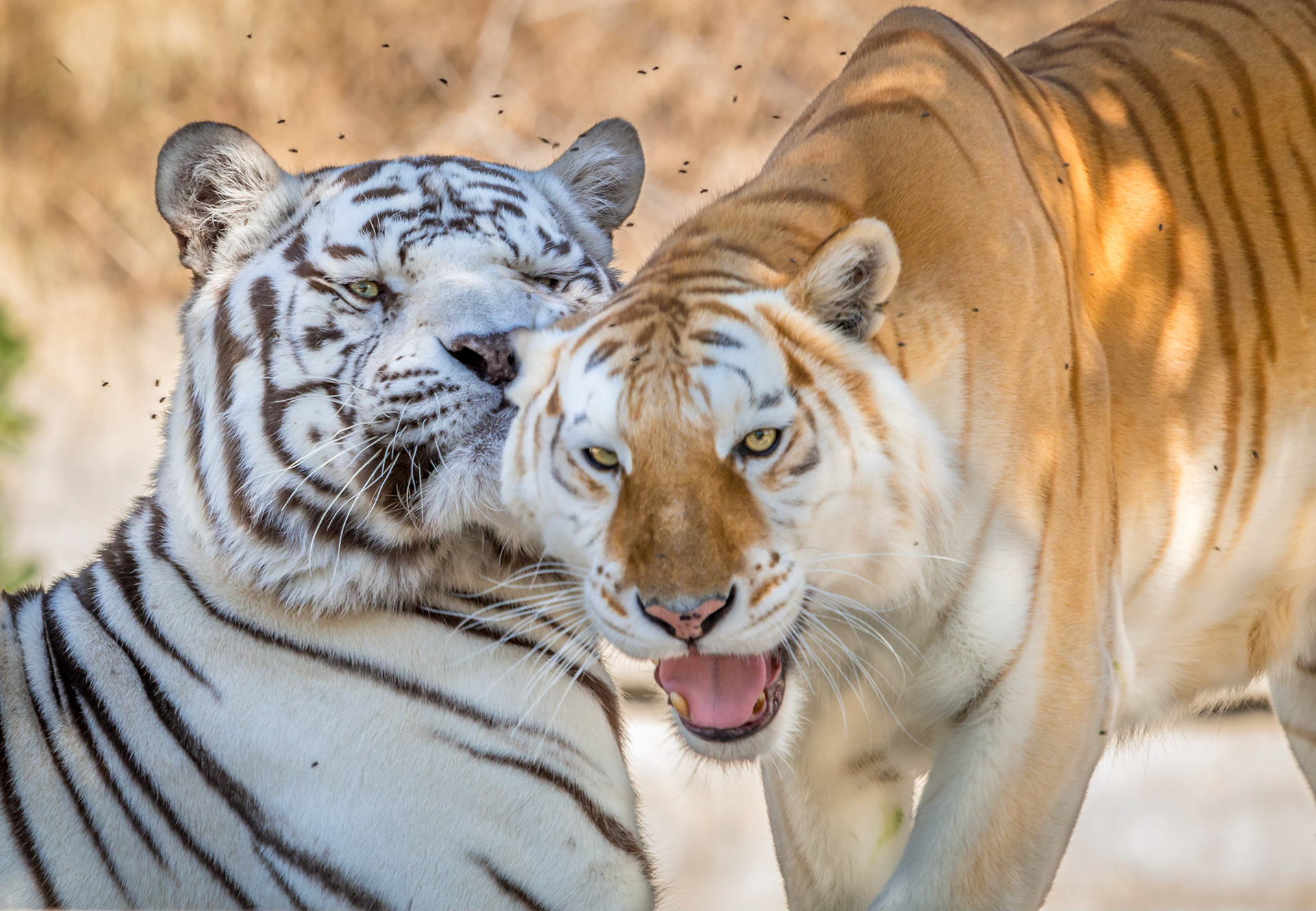 I had a good shot of the White Tiger lined up, when his friend decided to photobomb the shot!