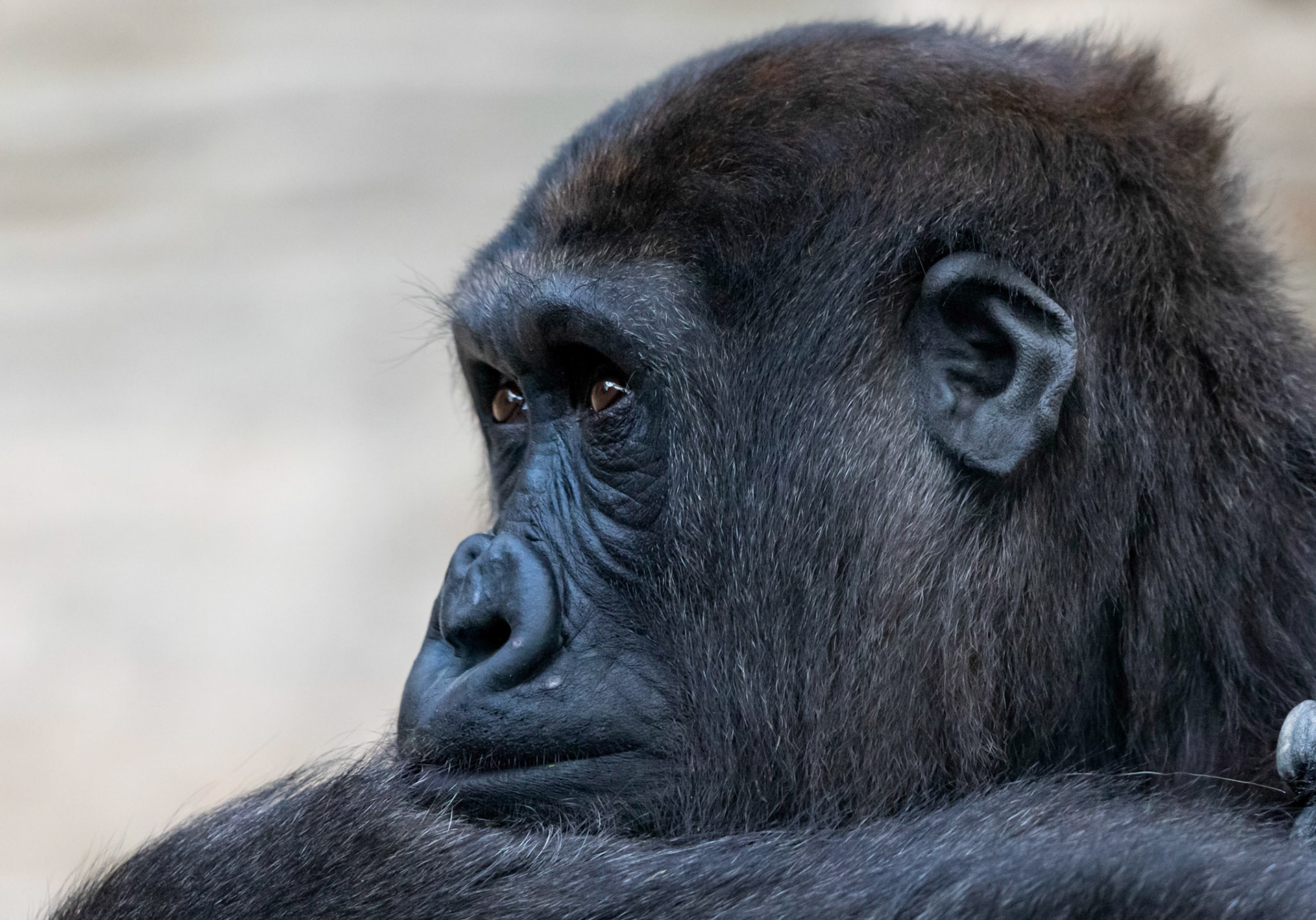 The western lowland gorilla (Gorilla gorilla gorilla) is one of two subspecies of the western gorilla (Gorilla gorilla) that lives in montane, primary and secondary forests and lowland swamps in central Africa in Angola, Cameroon, Central African Republic, Republic of the Congo, Democratic Republic of the Congo, Equatorial Guinea and Gabon. It is the nominate subspecies of the western gorilla, and smallest of the four gorilla subspecies.