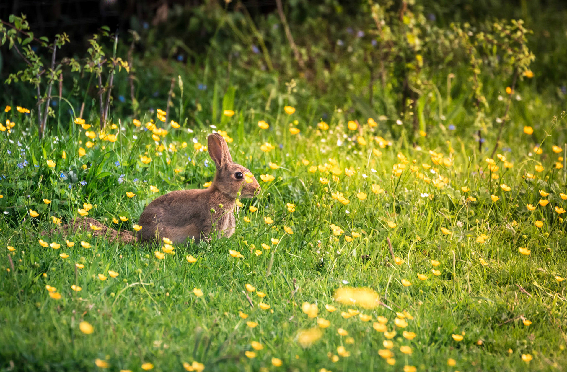 A baby rabbit out in the fields.