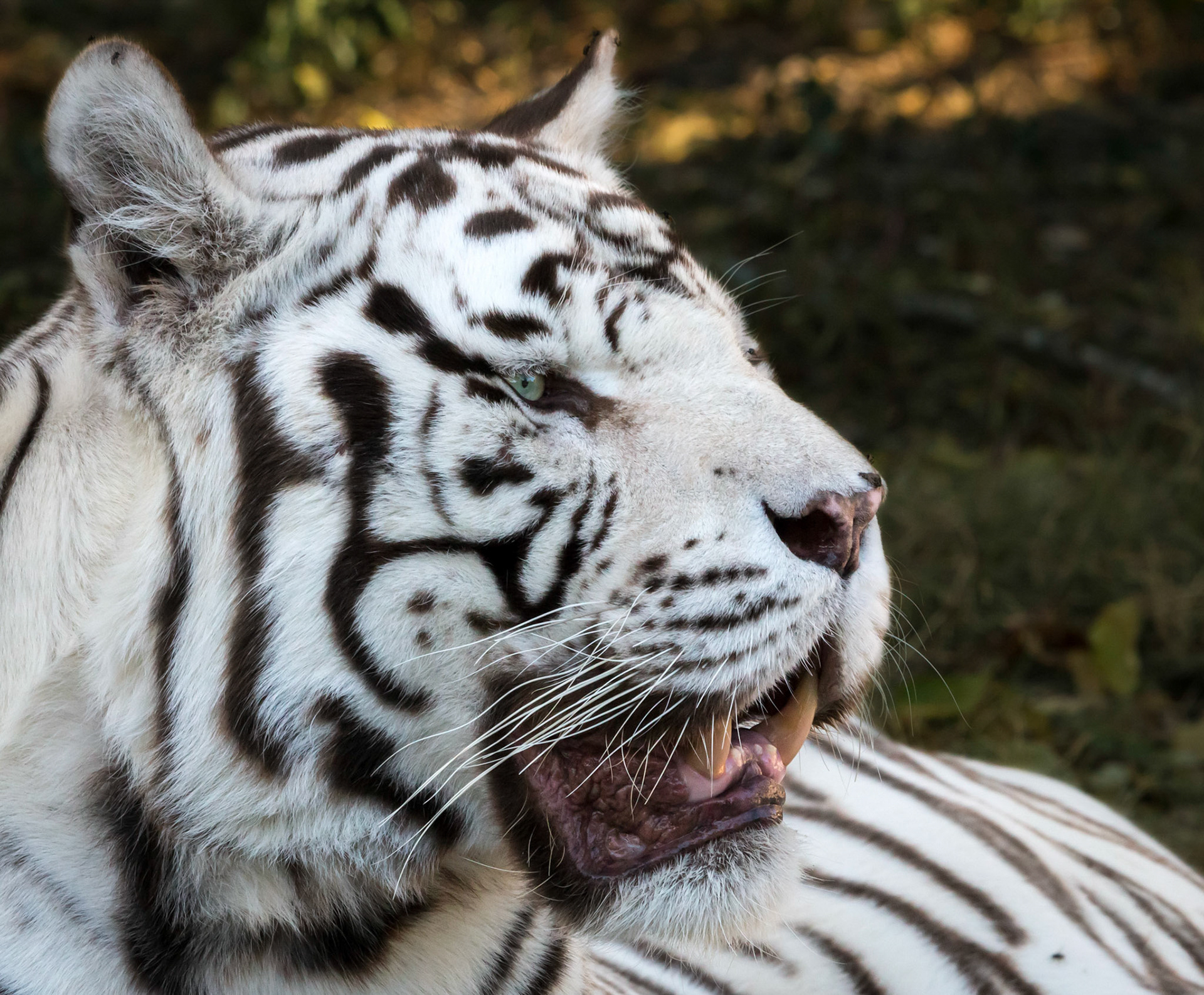 Another shot of a White Bengal Tiger