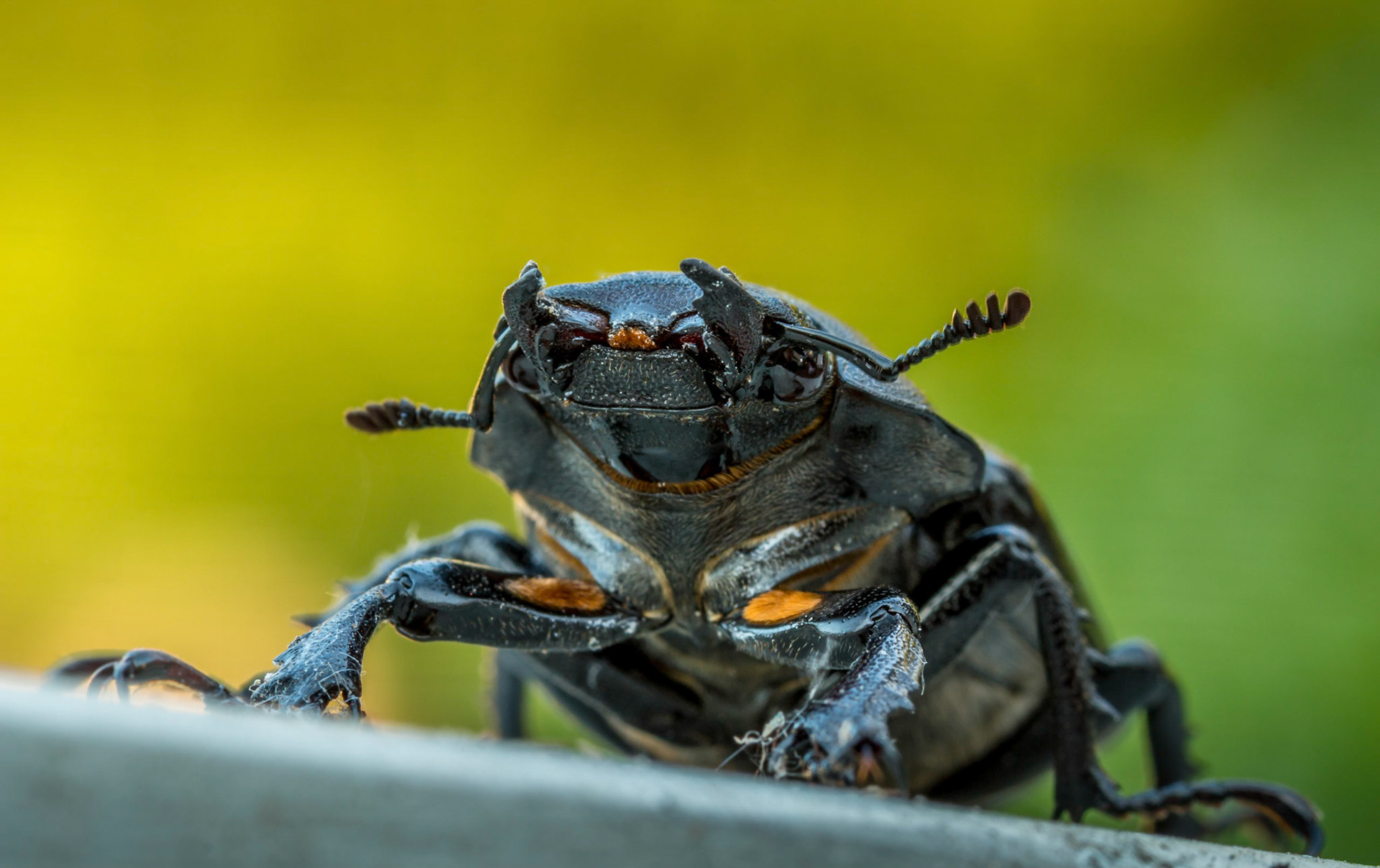 Another shot of a female Stag beetle in England.