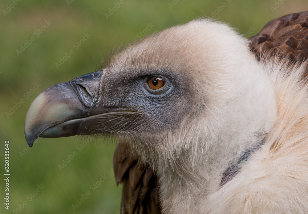 Griffon Vulture