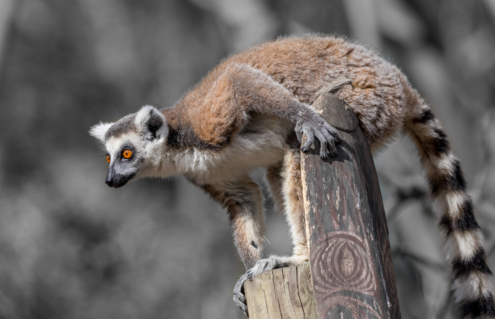A Ring-Tailed Lemur watching his incoming lunch approach!