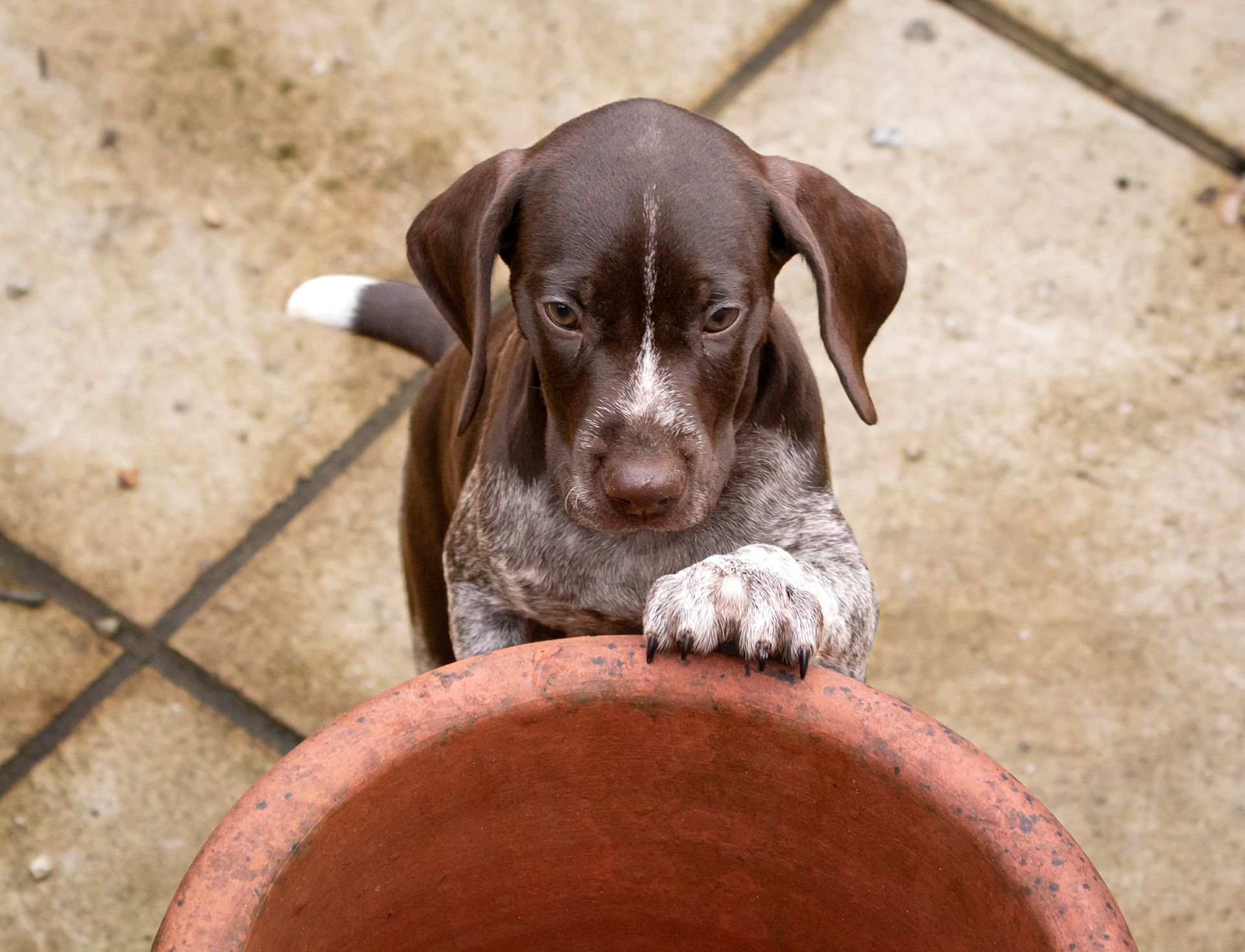Purdey investigating an old chimney pot!