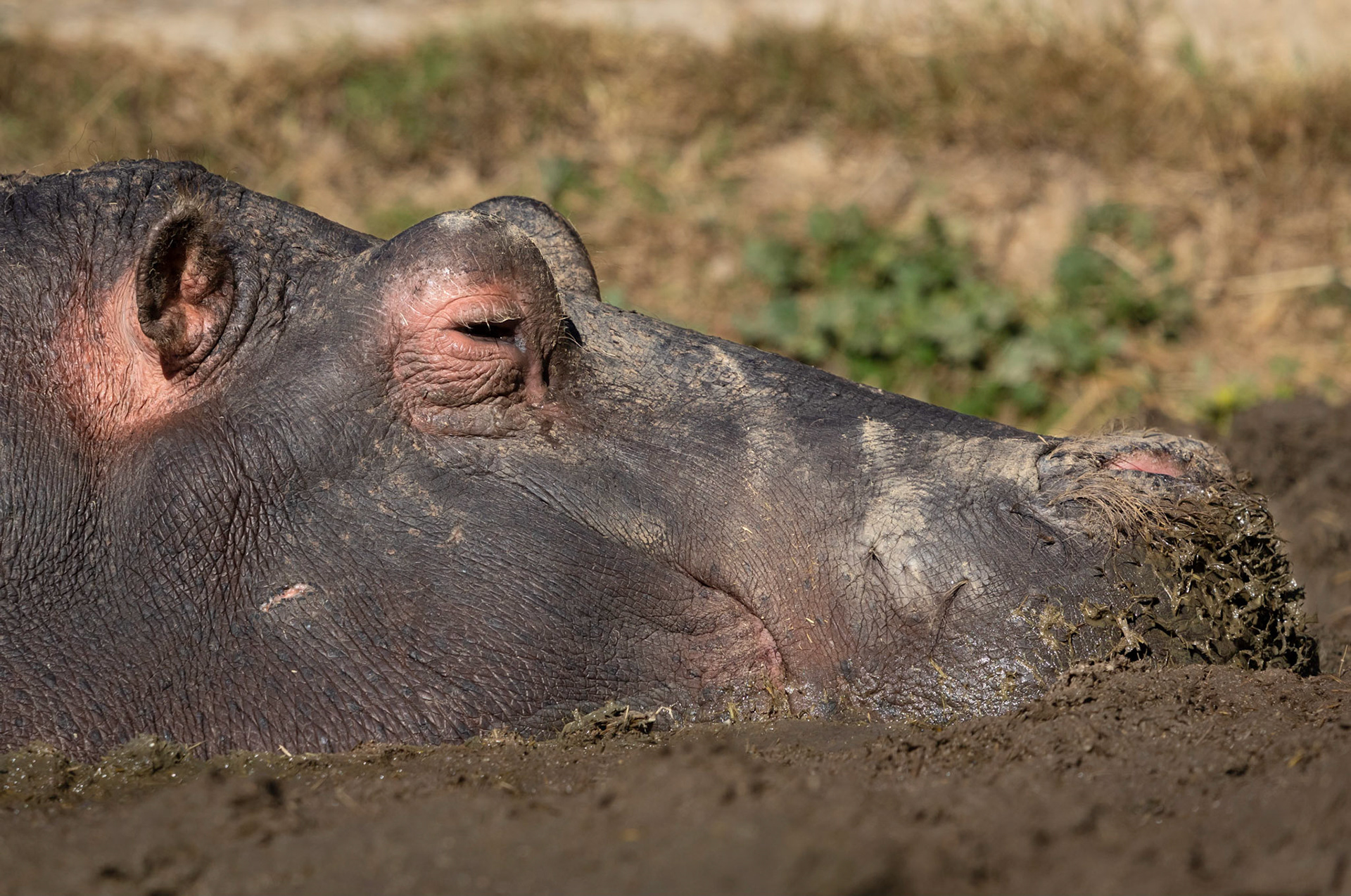 A hippo enjoying herself in the mud