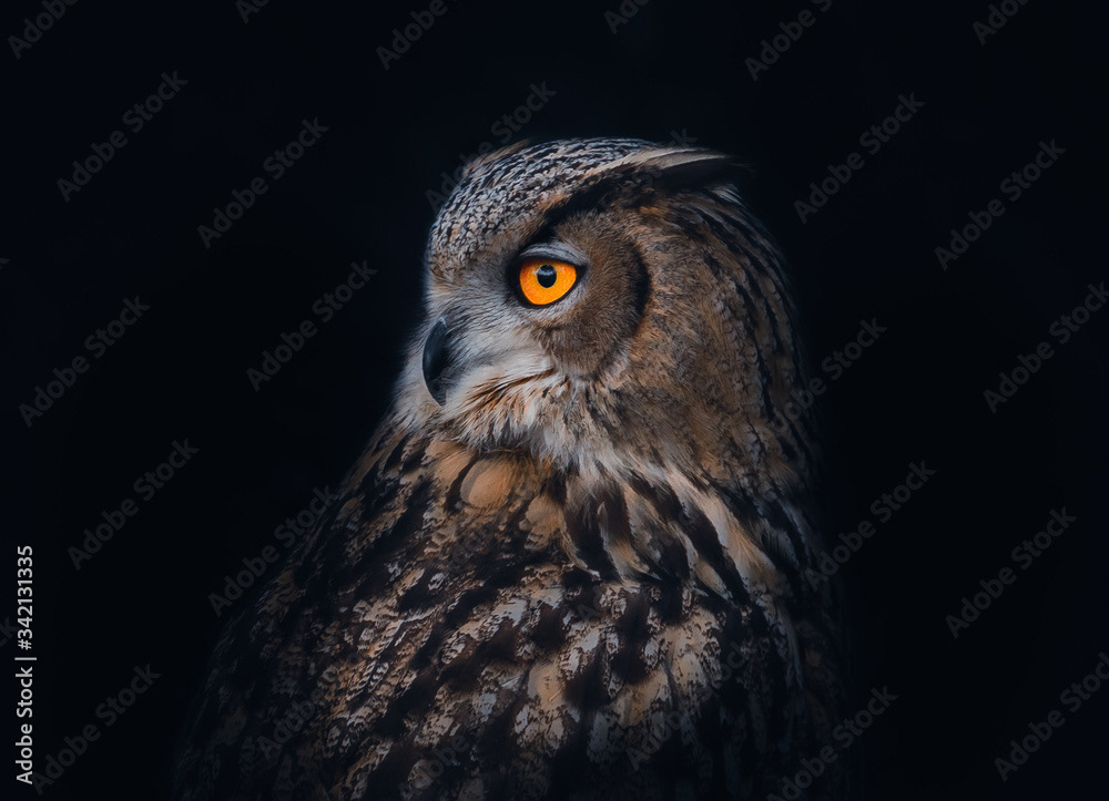 Eurasian Eagle Owl