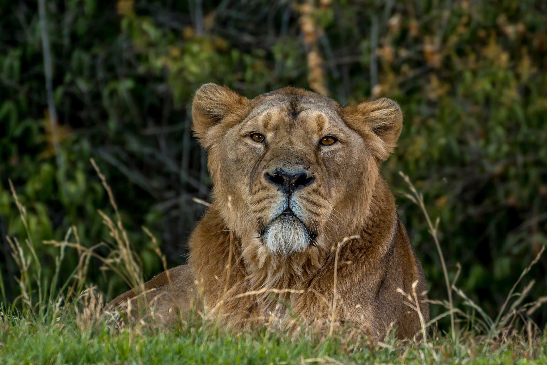 This is actually a male lion with his mane cut short to deal with the opressive heat! But you can still tell he's the boss in this picture!