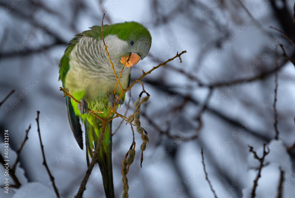 Parakeet in the Snow