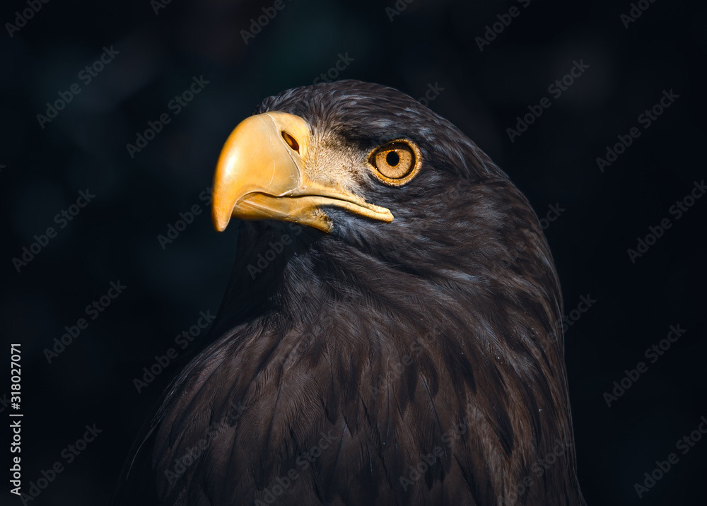 Sea Eagle