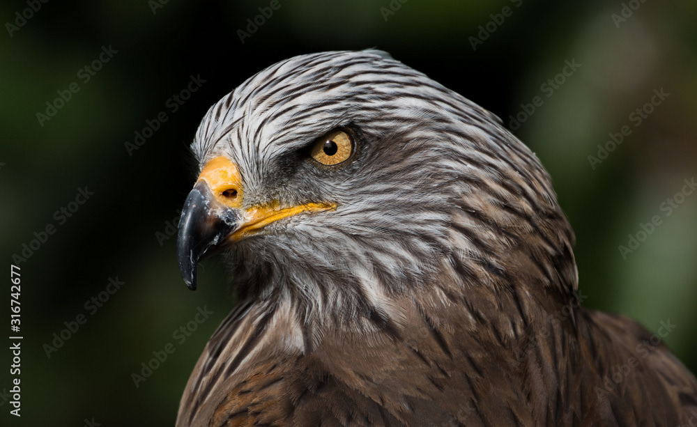 Red Kite