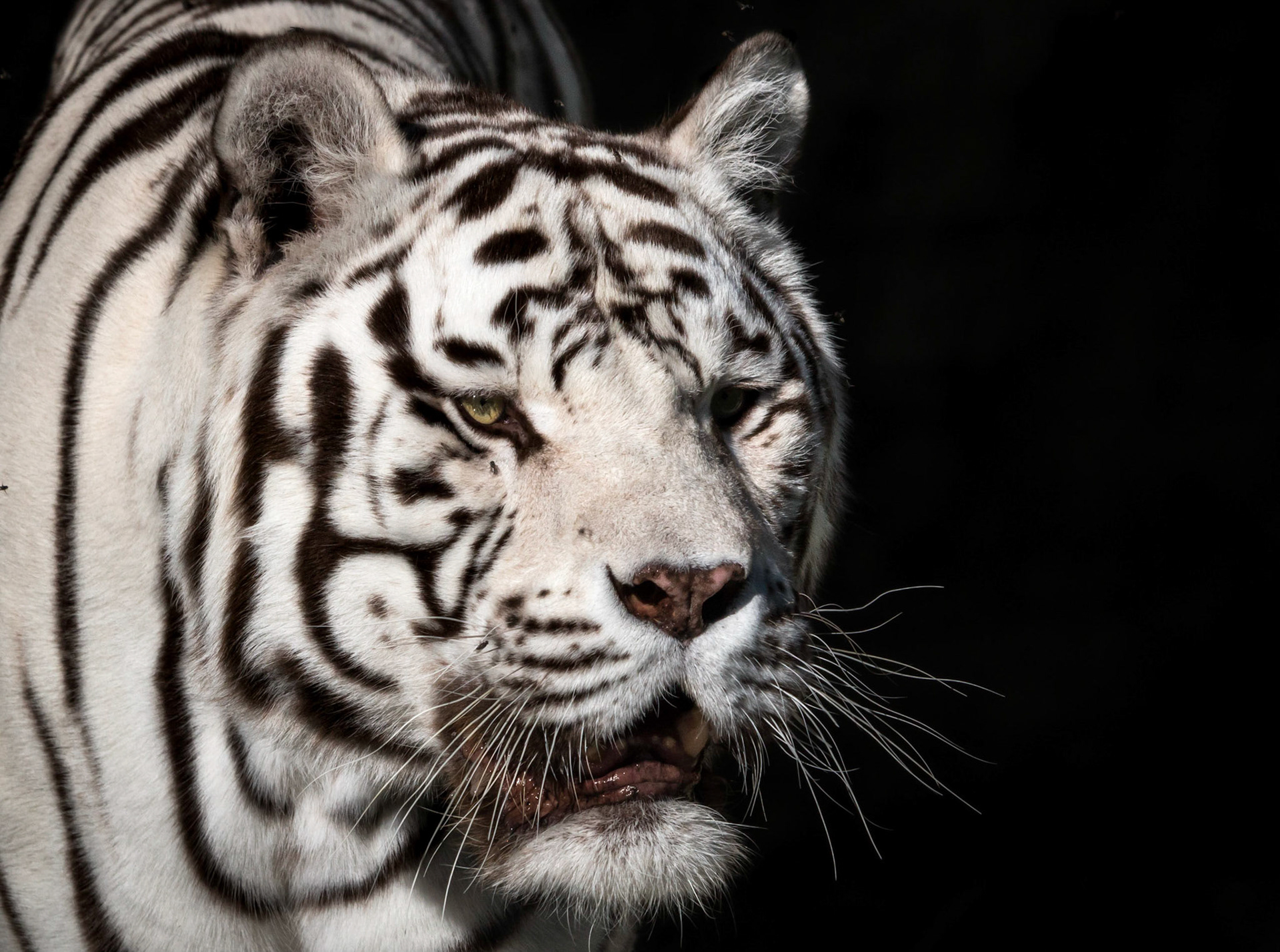 A big, white, Bengal Tiger