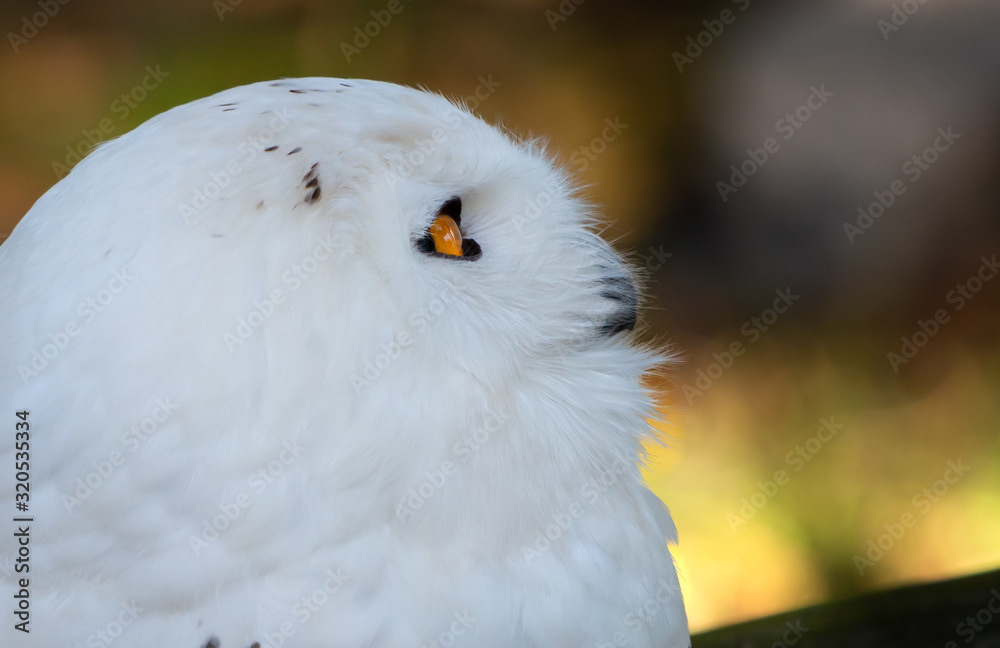 Snowy Owl