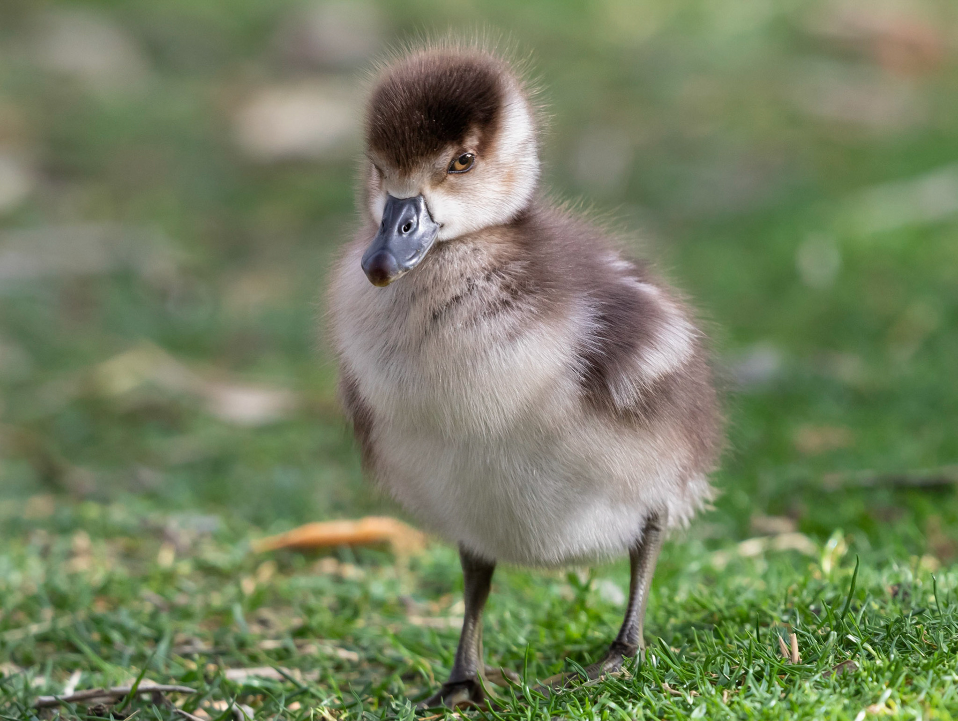 An ikkle, fluffy, baby Egyptian Goose!