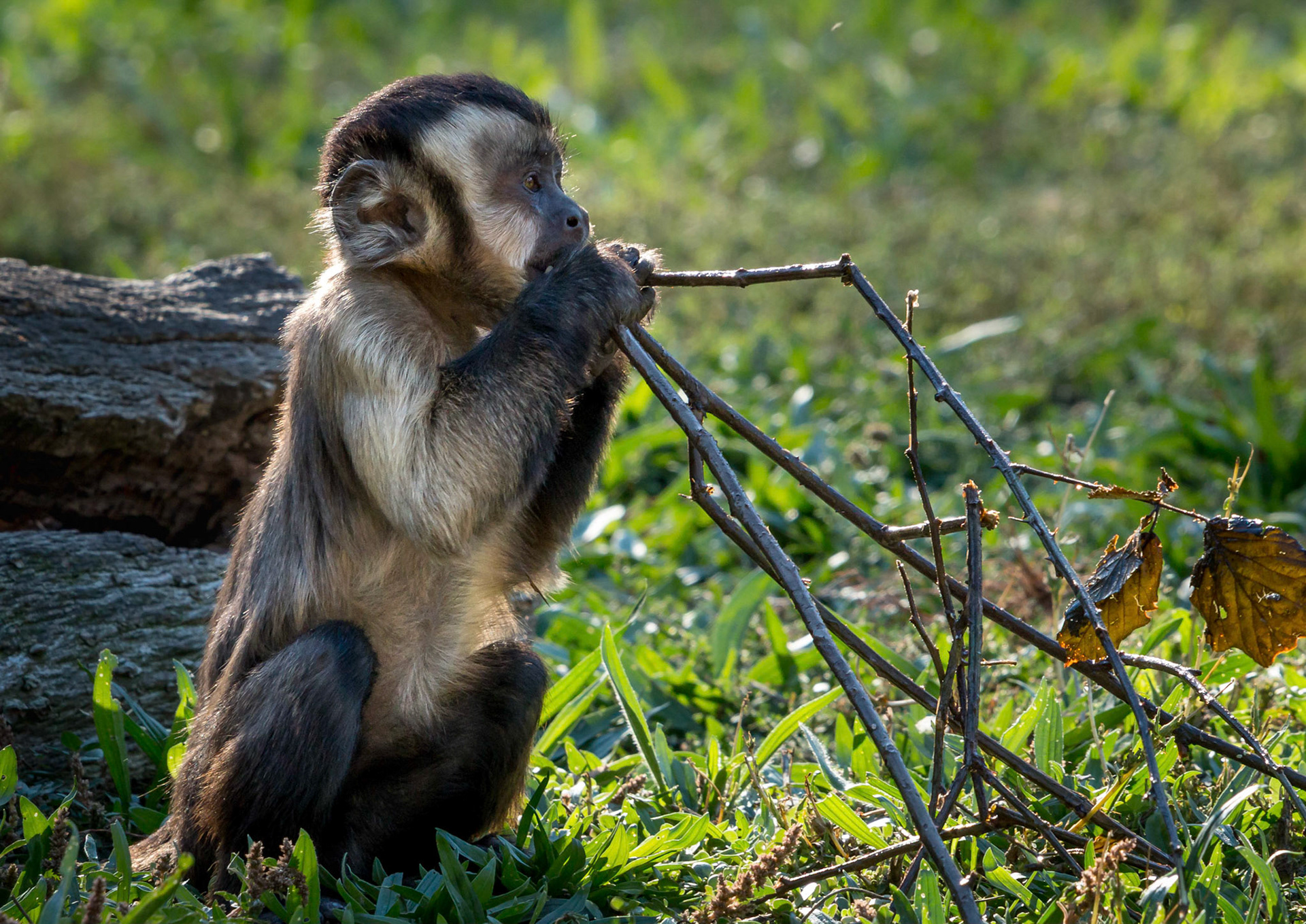 Capuchin Monkey chewing on a branch!