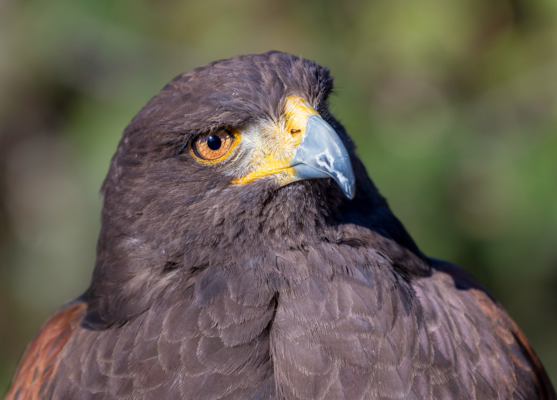 Another one of my favourite subjects. Portrait of a Golden Eagle! The eye came out well I think!