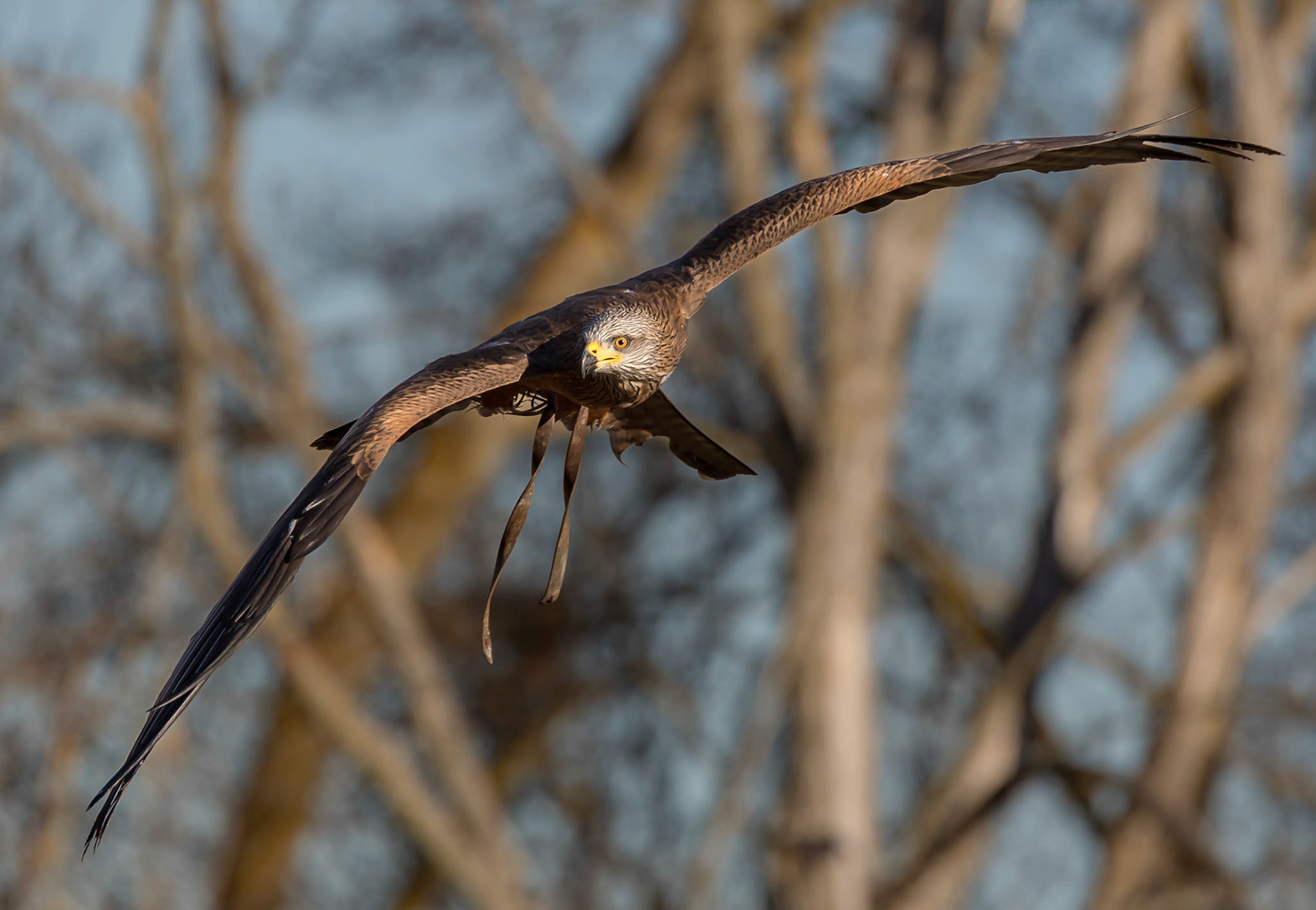 Managed to grab an in-flight shot of this guy as he was catching food in mid-air